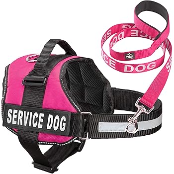 australian red heeler puppy