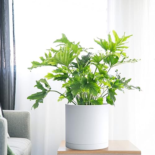 Miniatura 7 de Juego de 3 macetas de plástico de color blanco para plantas con agujero de drenaje y platillos sin costuras, tamaño extra grande de 8, 10 y 12