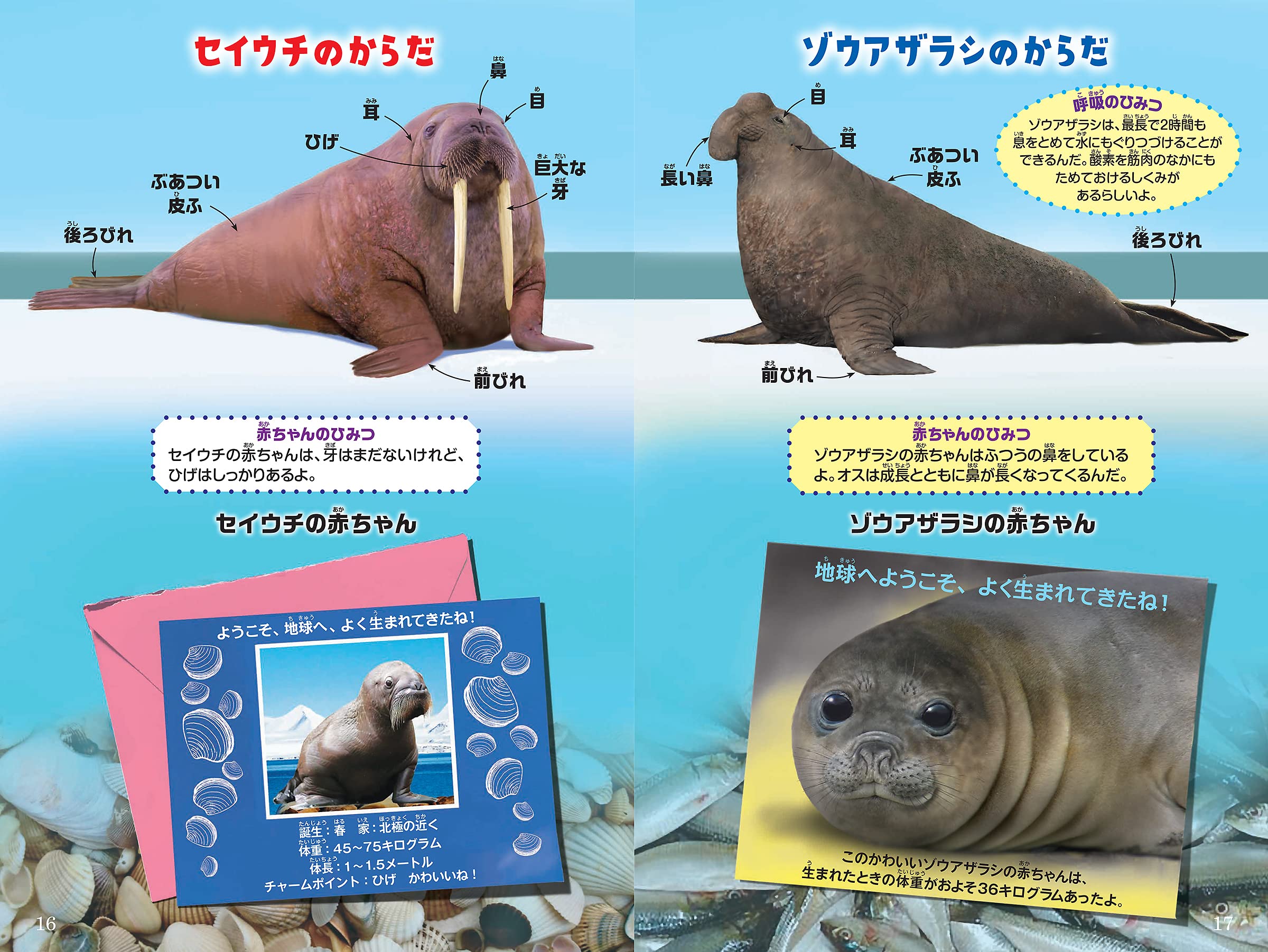 シン 動物ガチンコ対決 大牙の強者 セイウチ Vs 大鼻の猛者 ゾウアザラシ ジェリー パロッタ ロブ ボルスター 大西 昧 本 通販 Amazon シン 動物ガチンコ対決 大牙の強者 セイウチ Vs 大鼻の猛者 ゾウアザラシ ジェリー パロッタ ロブ ボルスター 大西 昧 本 通販 Amazon
