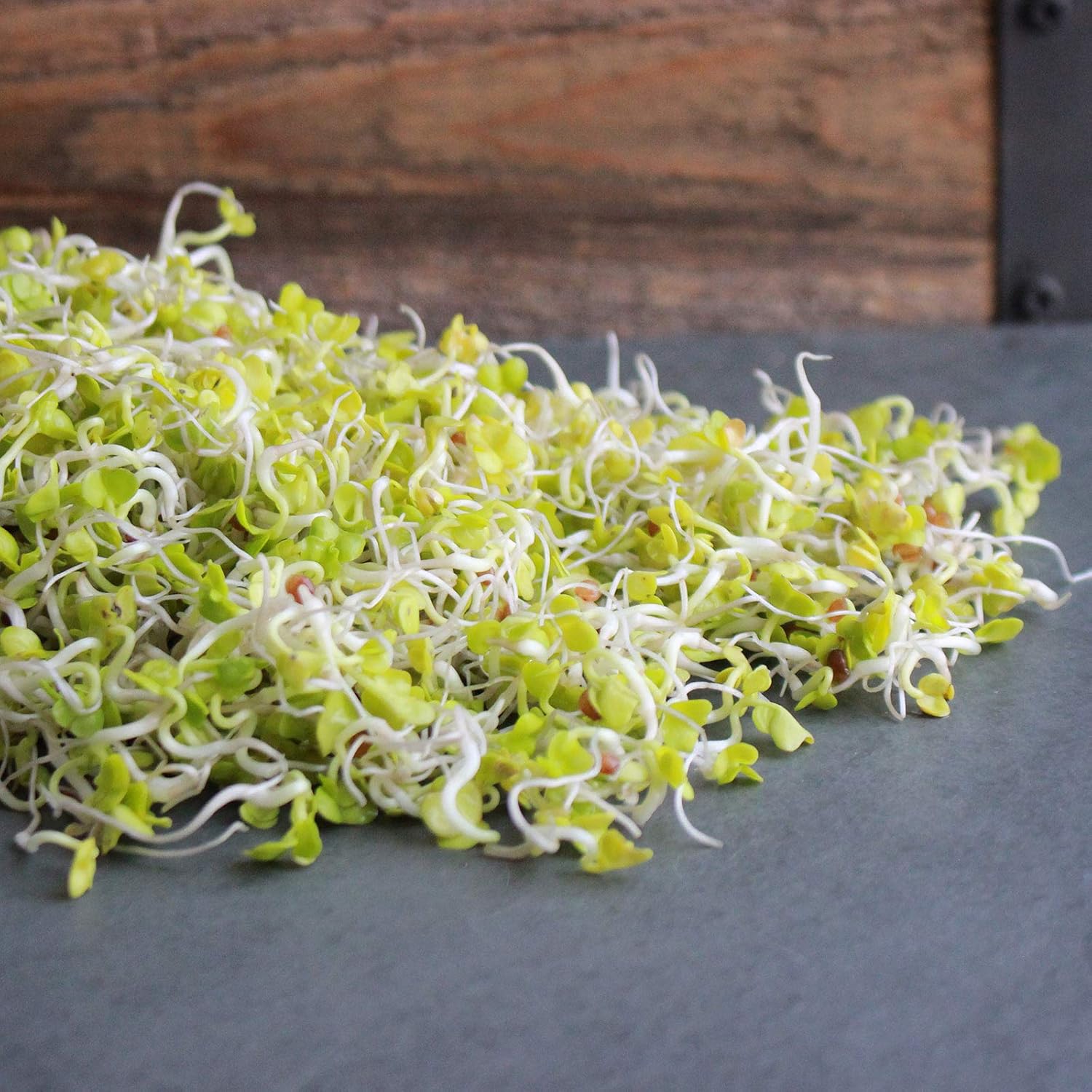 Red Daikon Radish Seeds - (Ostergruss Rosa) - 4 Oz - Non-GMO, Heirloom - Vegetable Gardening & Micro Greens Seeds