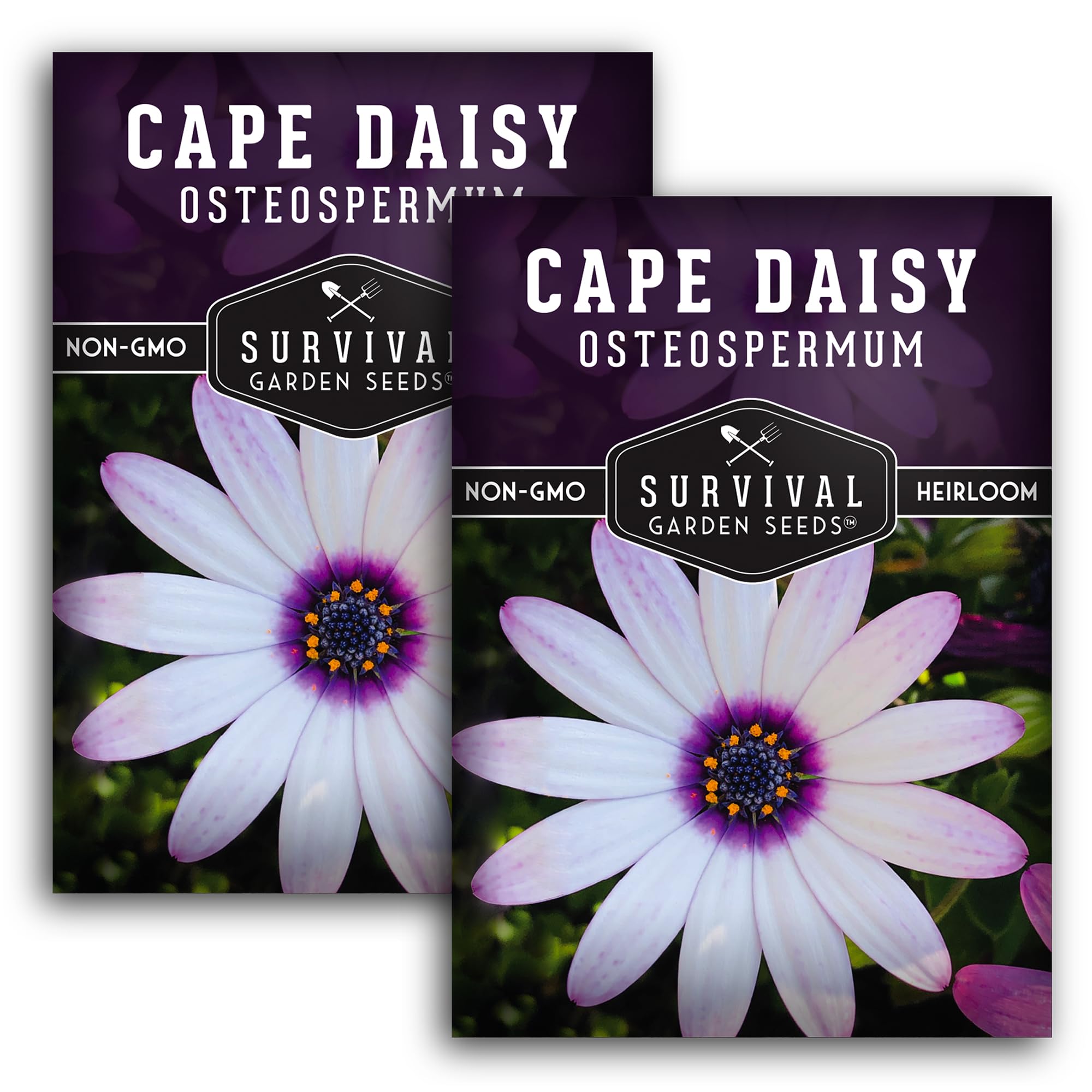 2 Packs Cape Daisy Seed for Planting - Packet with Instructions to Grow Beautiful White & Purple Osteospermum in Your Home Flower Garden - Non-GMO Heirloom Variety - Survival Garden Seeds