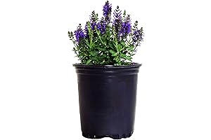 Salvia Nemerosa 'Marcus' (Meadow Sage)