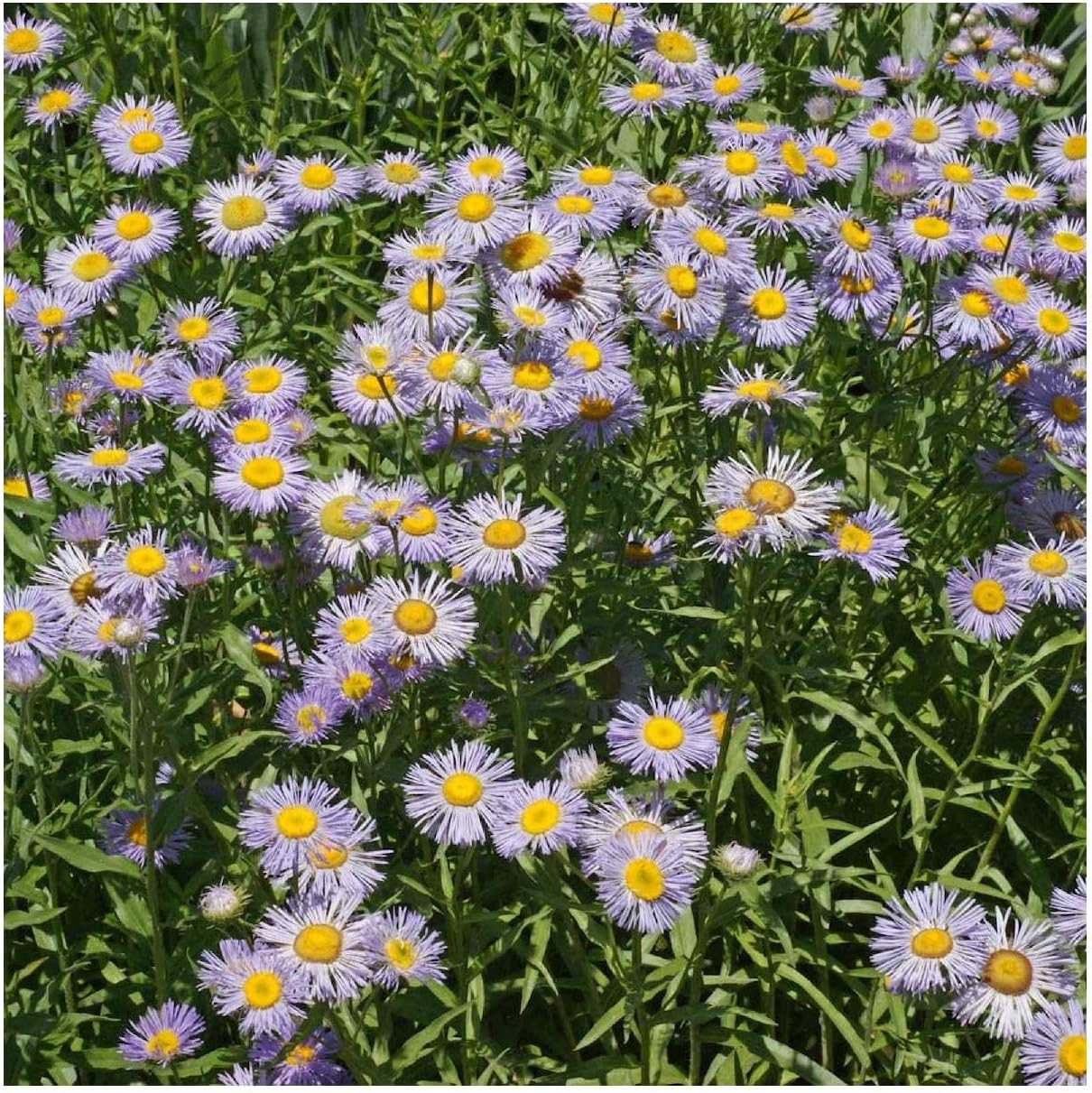 Everwilde Farms - 1/4 Lb Fleabane Daisy Native Wildflower Seeds - Gold Vault