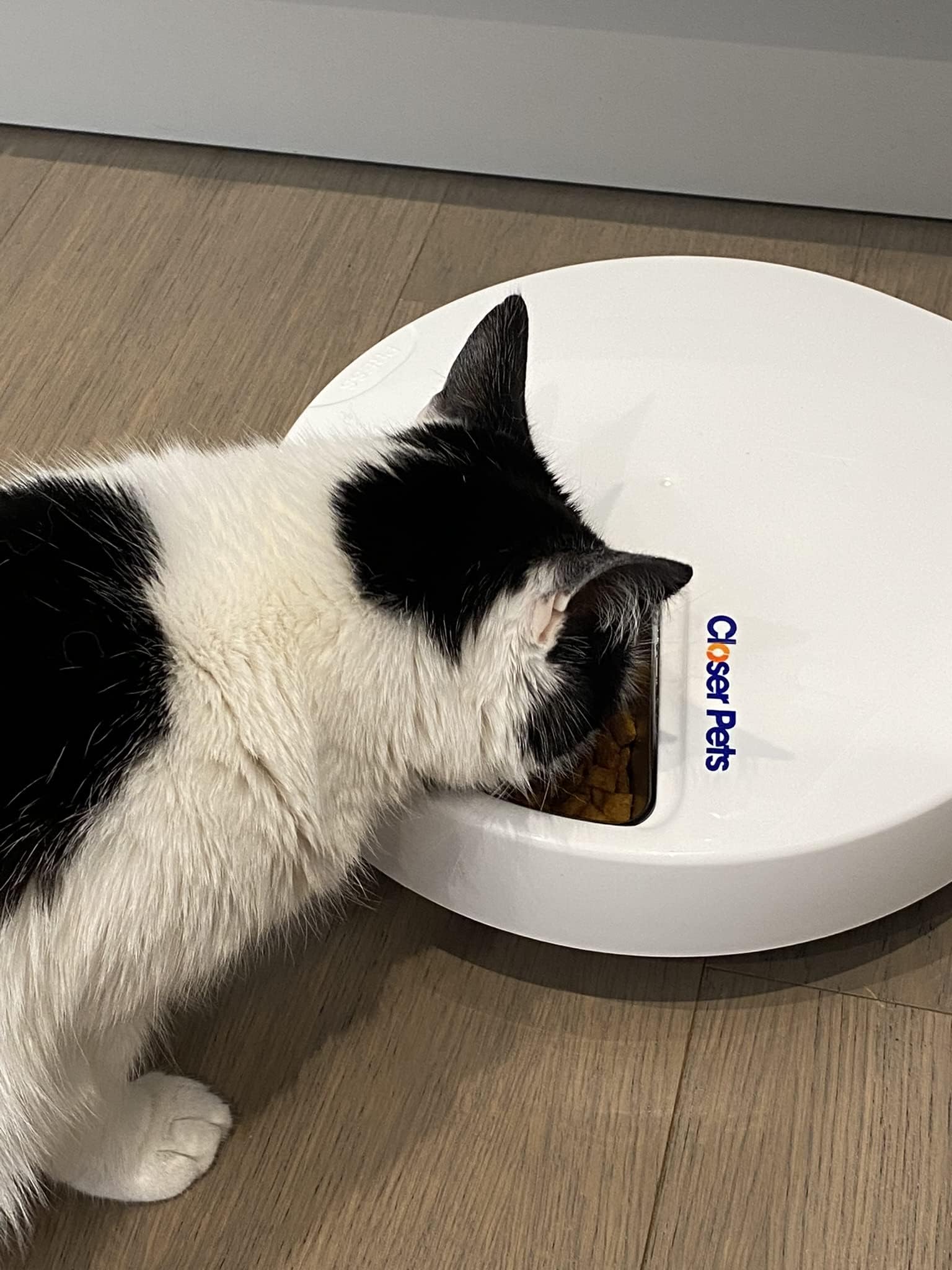 Closer Pets C500 5-Napf-Futterautomat mit Digitalem Timer – Für Katzen und Kleine Hunde, Nass- oder Trockenfutter, Inklusive Zwei Kühlakkus, 5 Mahlzeiten bis zu je 330 g, Weiß