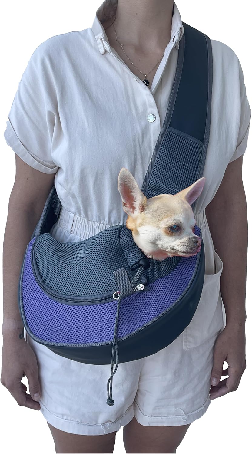 Dogs Loneacre Miniature Schnauzers Border Collie Cross Breed Dog