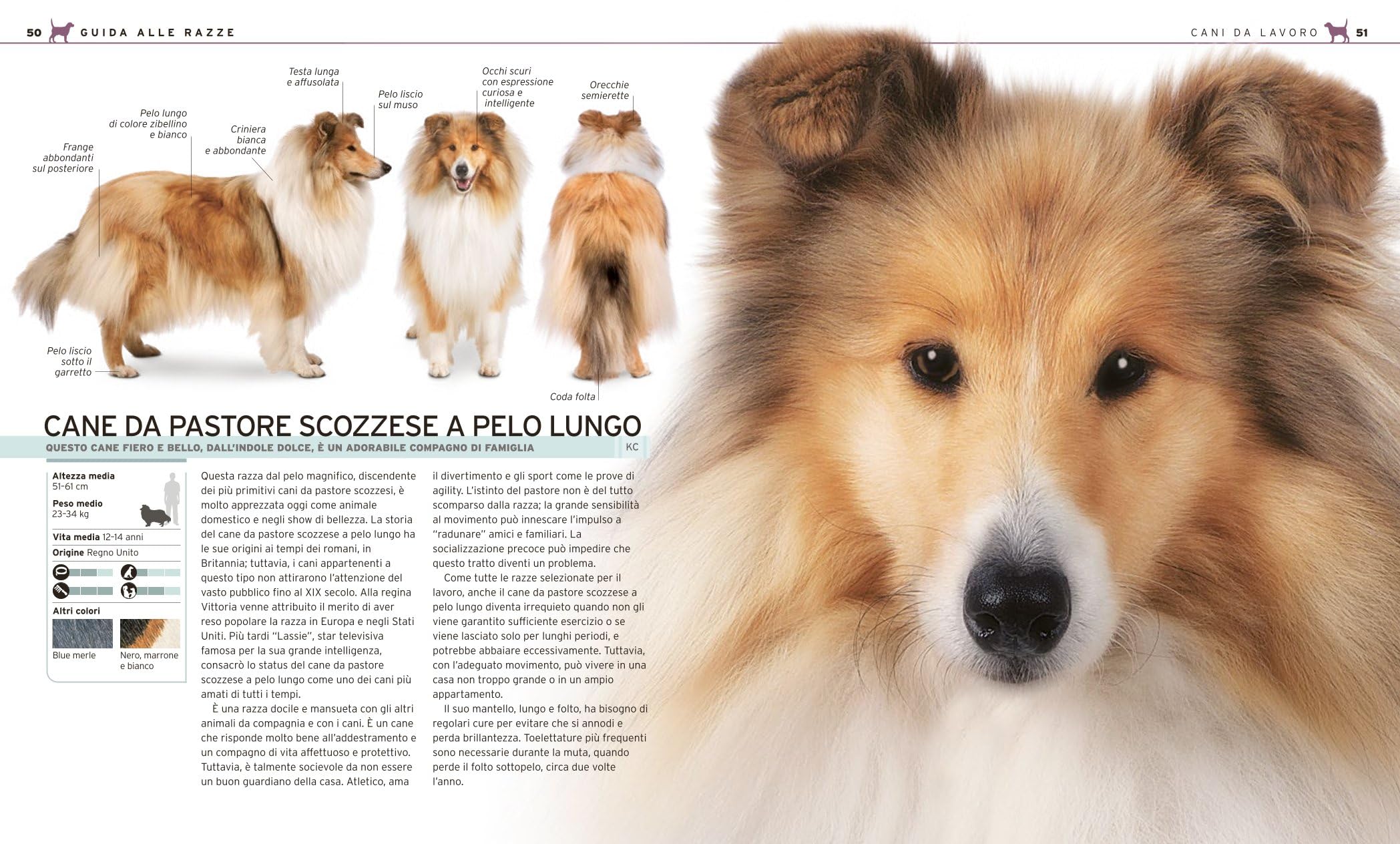 Il grande libro del cane. Tutte le razze: caratteristiche, attitudini, comportamenti e curiosità. Ediz. illustrata