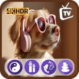 犬のためのリラックス音楽TV - ペットの不安を和らげる時間表示機能付き