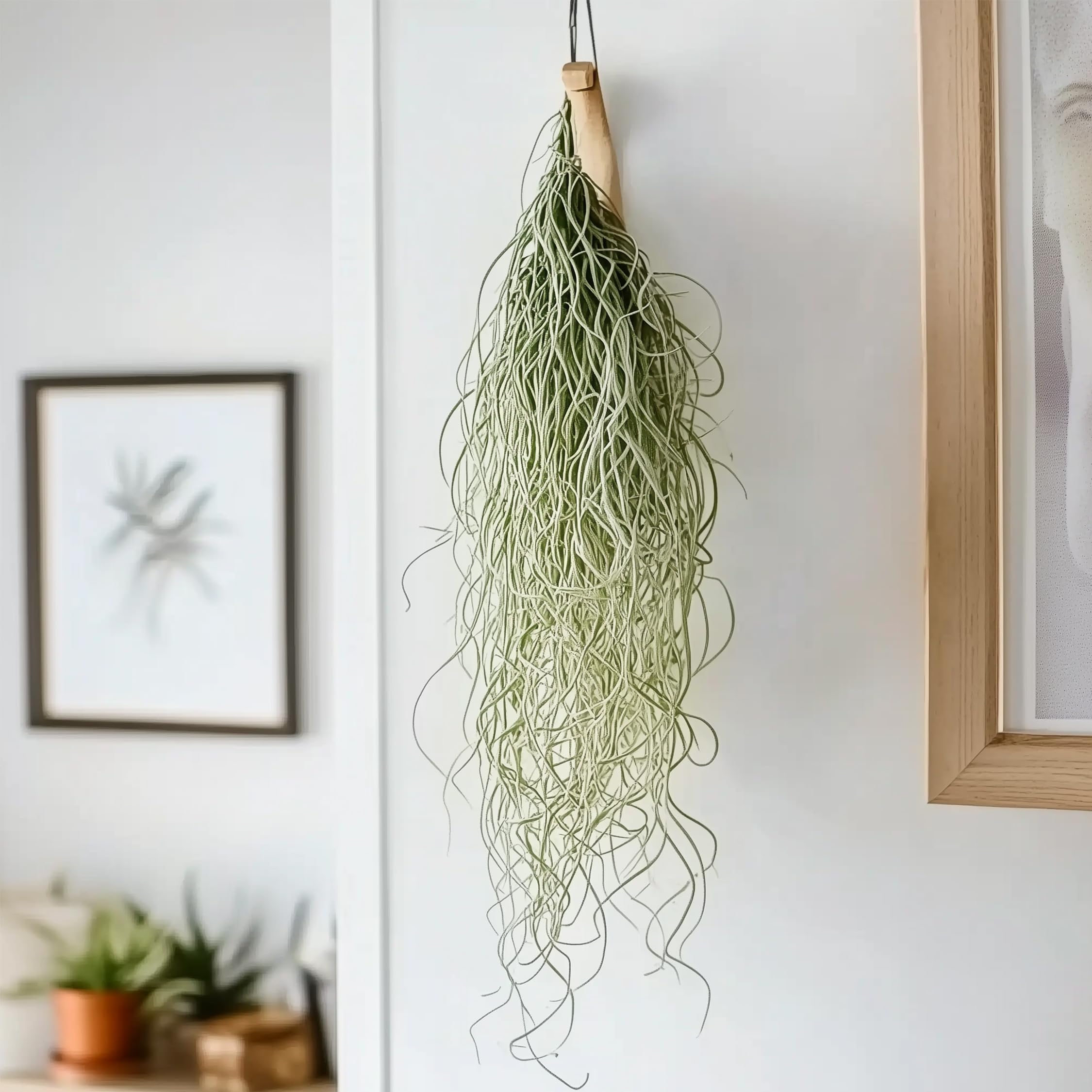 Plant in a Box - Tillandsia Usneoides - Set de 3 - Musgo español - Plantas de interior - Altura 25-40cm