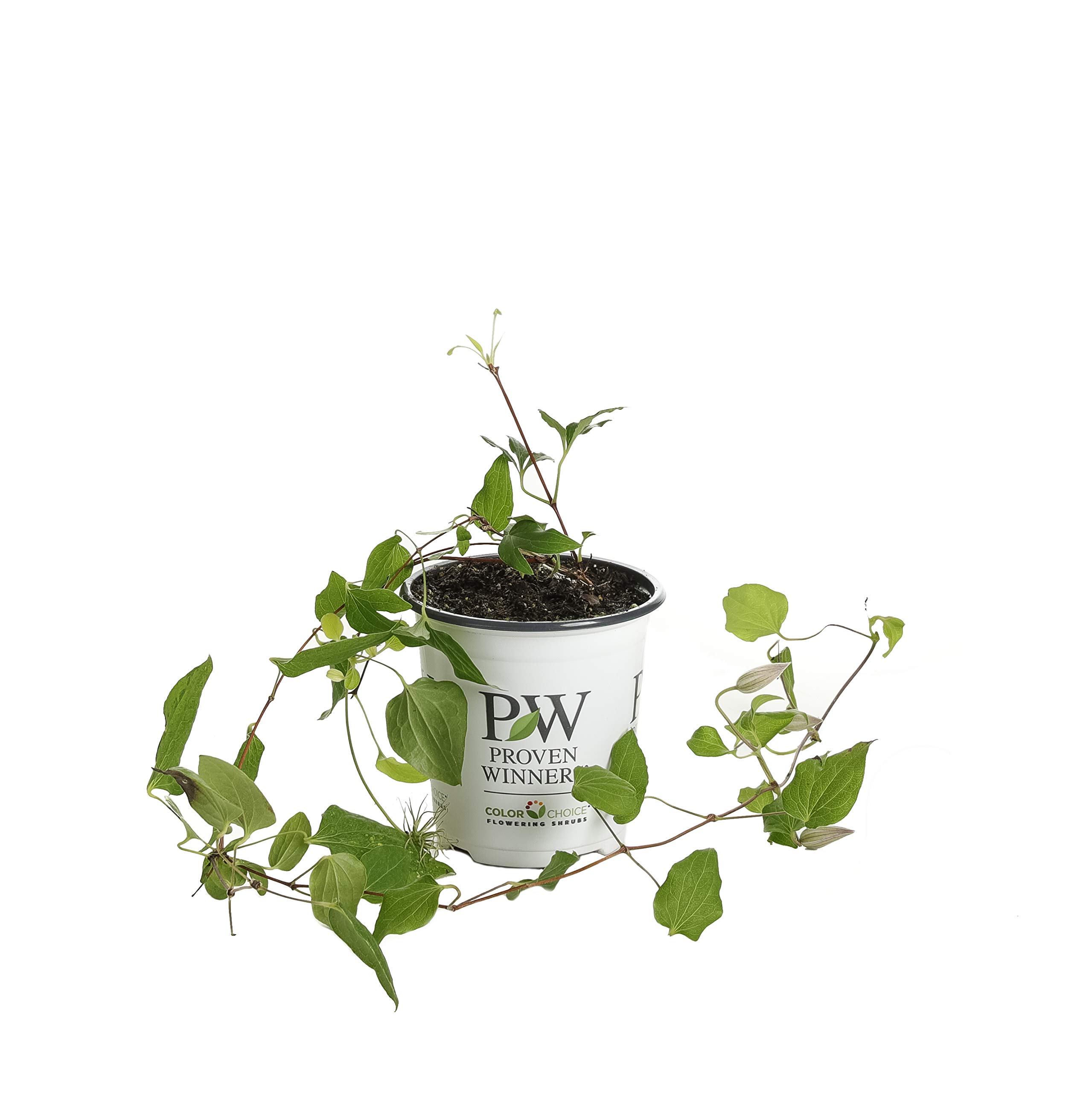 Amazon.com : Viva Polonia (Clematis) Live Shrub, Red Flowers with a White  Star, 4.5 in. Quart : Patio, Lawn & Garden