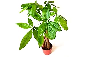9GreenBox 5-Pack Braided Money Tree in 4-Inch Pot