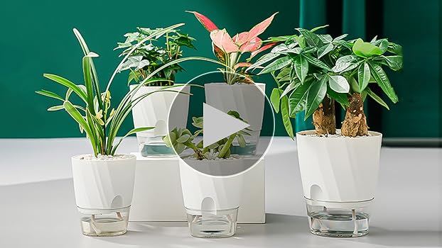 Amazon | 水耕栽培 観葉植物 鉢 植木鉢 プラスチック プランター