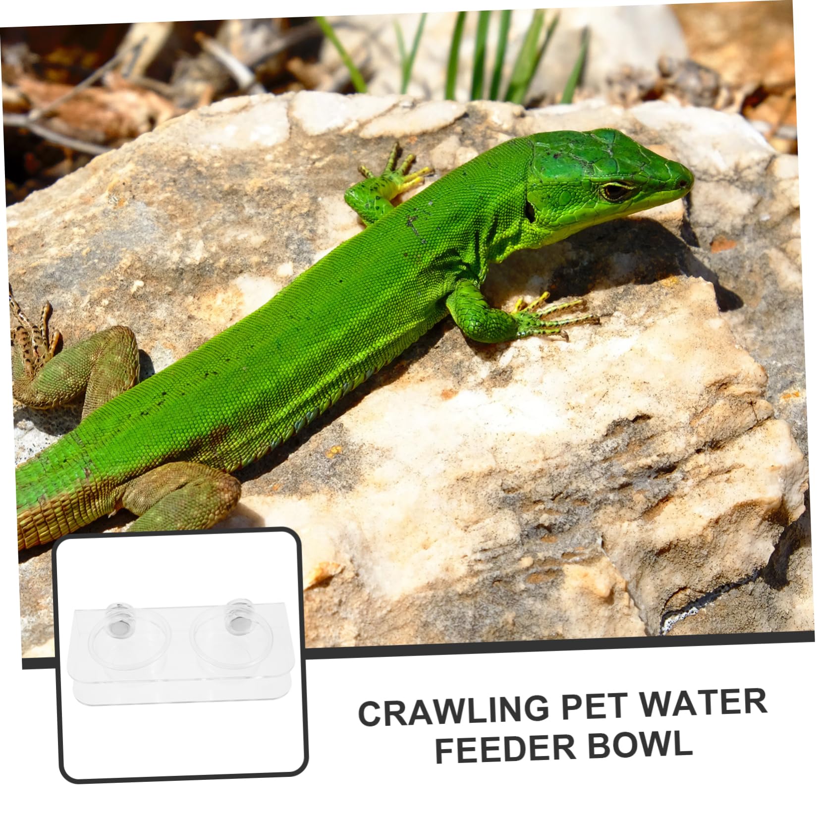 POPETPOP 5 Juegos Comedero para Reptiles Accesorios para Terrarios Gecko Tazones De Comida De Gecko Alimentador De Gecos Cuencos De Agua para Reptiles Cuenca De Agua De Reptil El Plastico