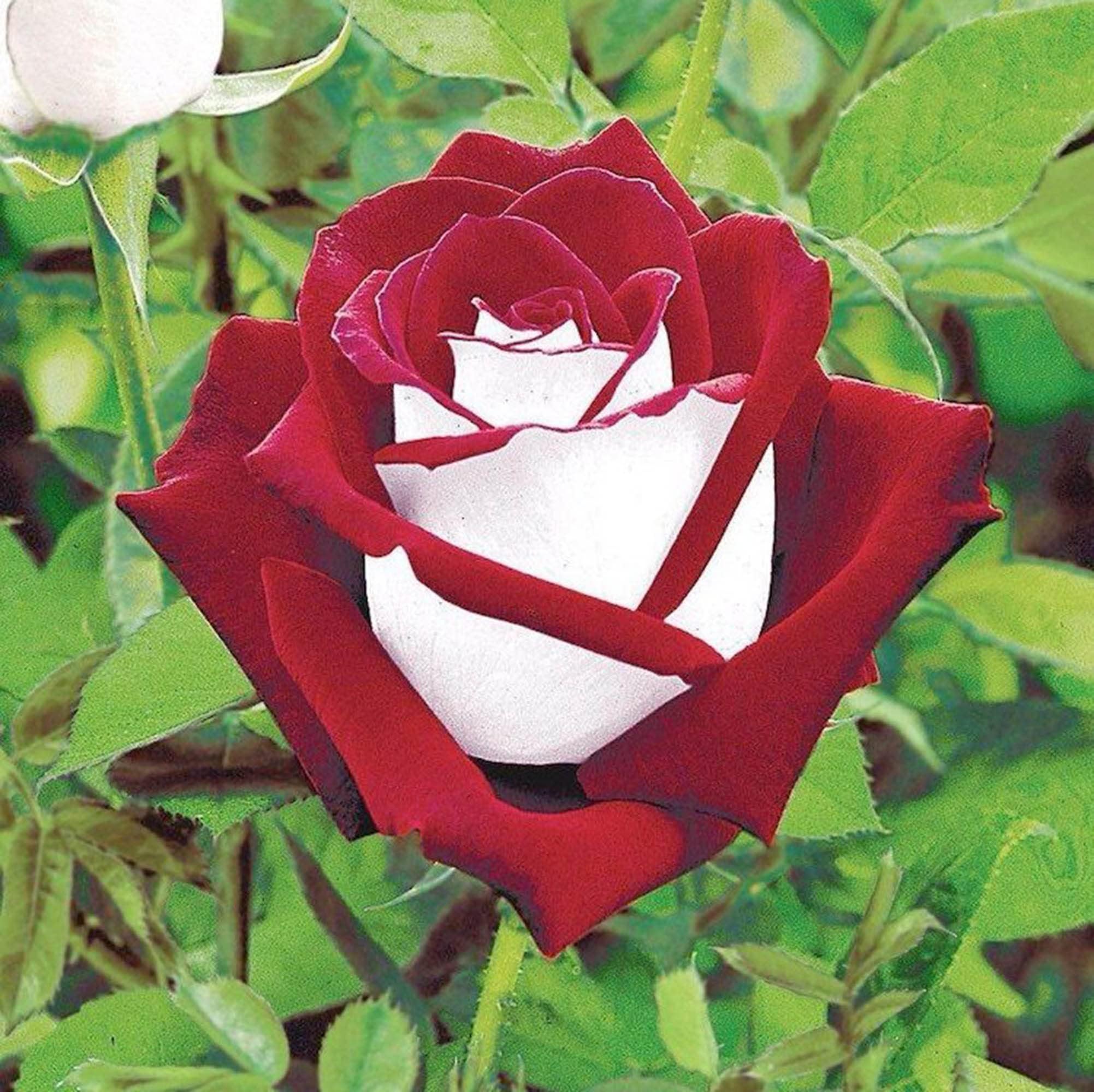 Exotic Osirian Hybrid Tea Rose 20+ Seeds, Exotic Rare Dragon Rose Flower Seeds - Grow In All Seasons - All India (B0C8QXDTQV) Amazon Price History, Amazon Price Tracker
