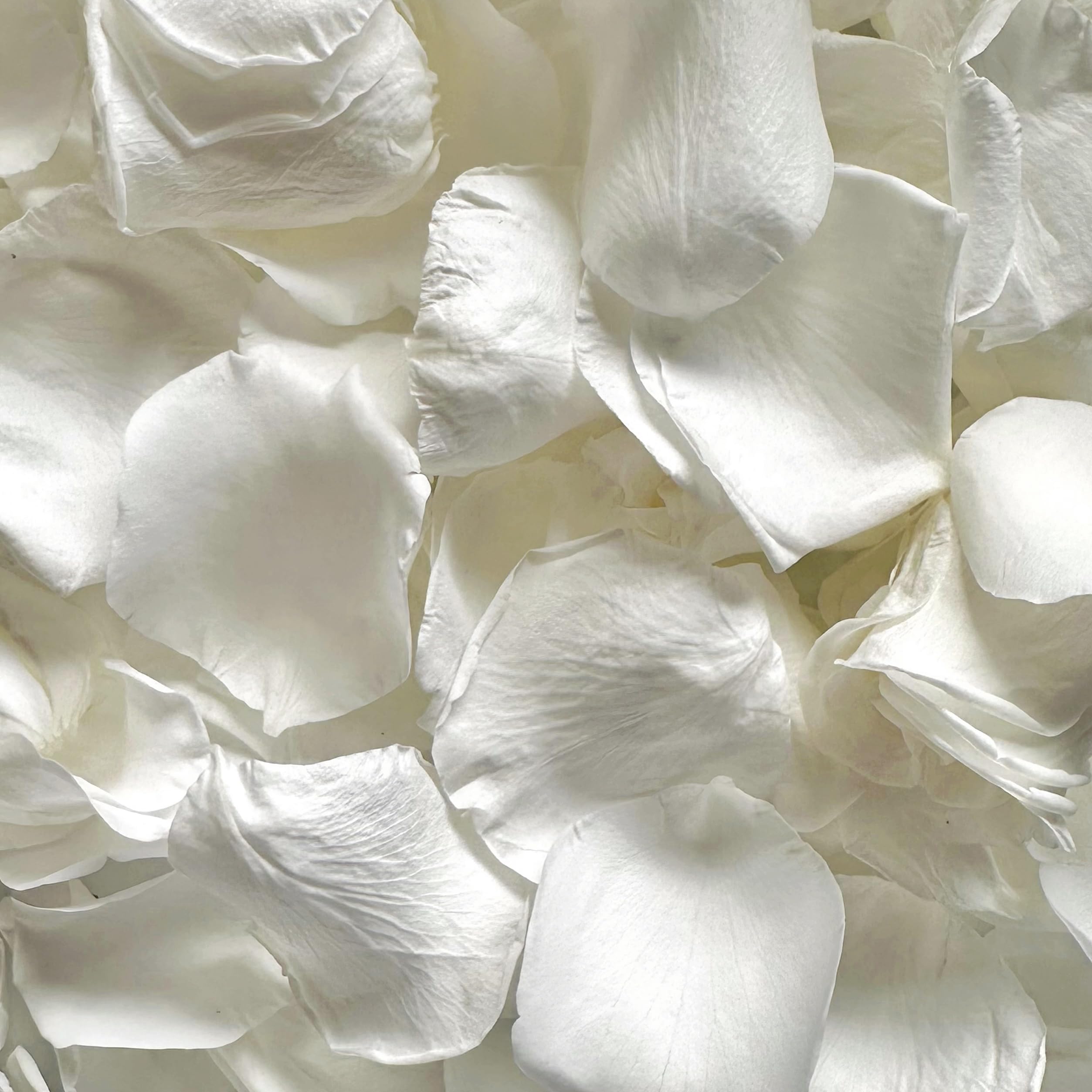 zazaby 300+Pcs Dried Real White Rose Flower Petals - dried and preserved flora | Mubboo