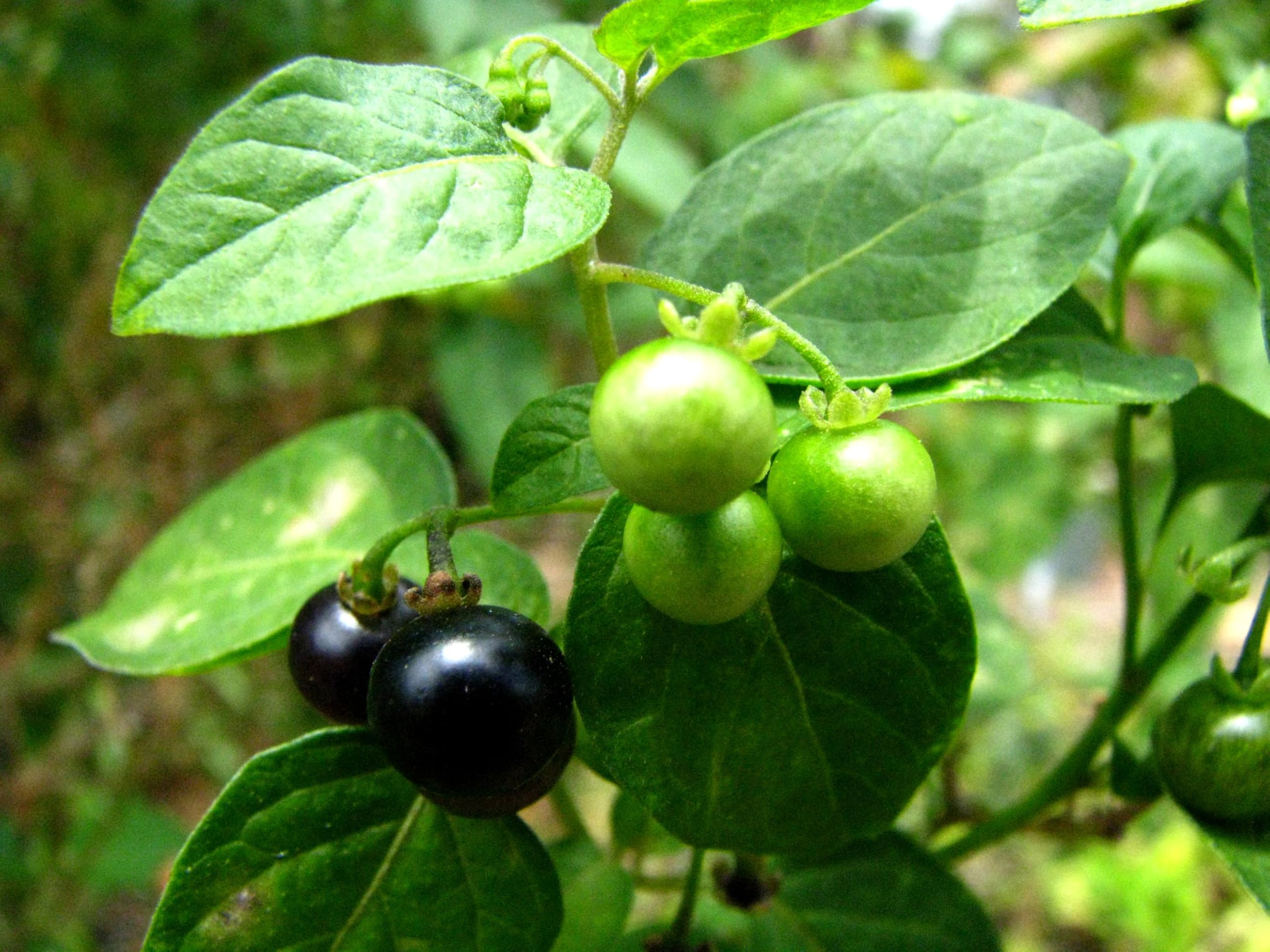 ASPEN® Black Night Shade Spinach Seeds | Manathakkali Keerai Vidhaigal (50) (VY-NQHL-92NA_Baz)-image-41