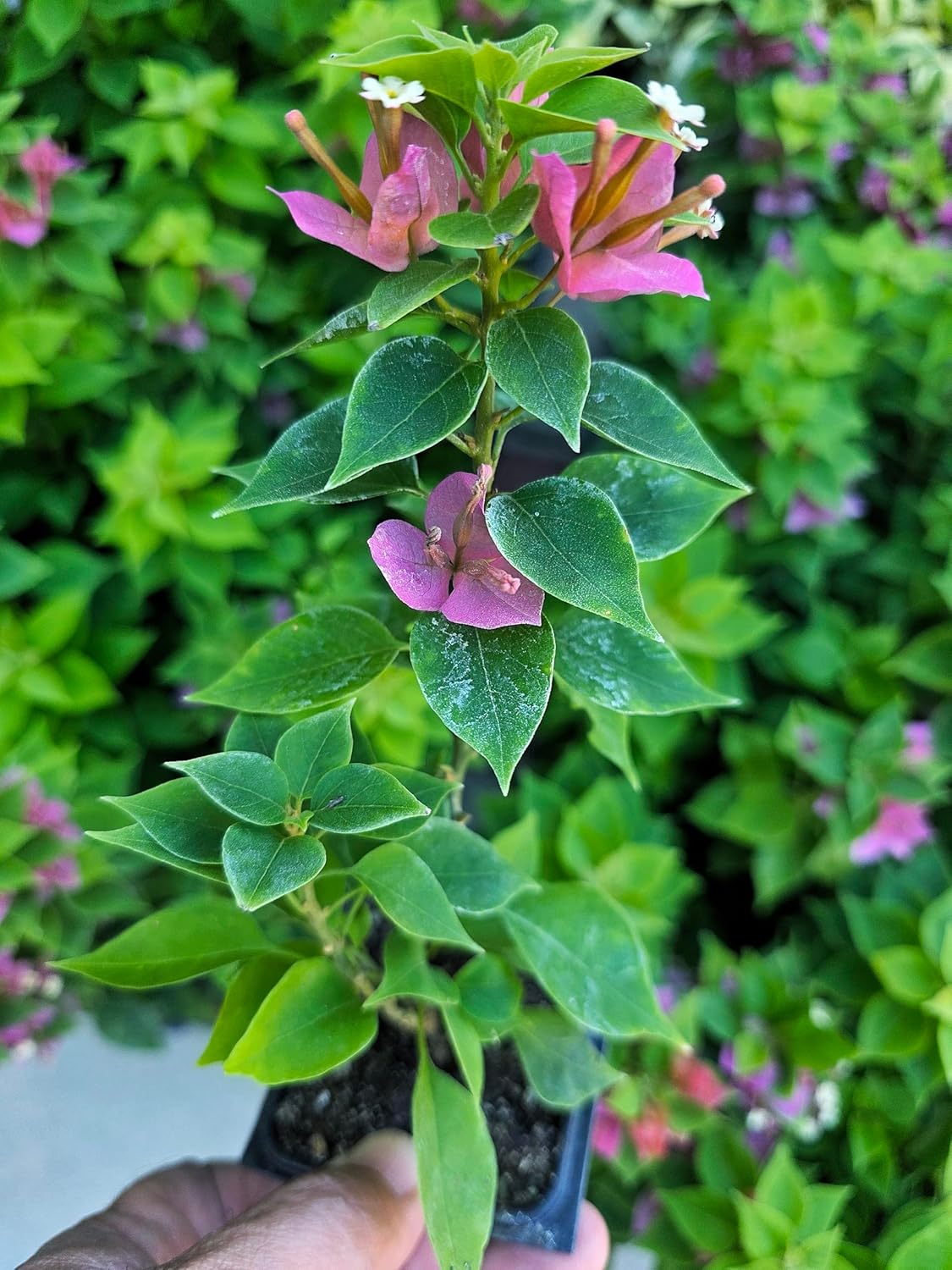 Bougainvillea Plant Live Pink Torch Glow 2 Packs - California Grown -Low Maintenance air Purifying