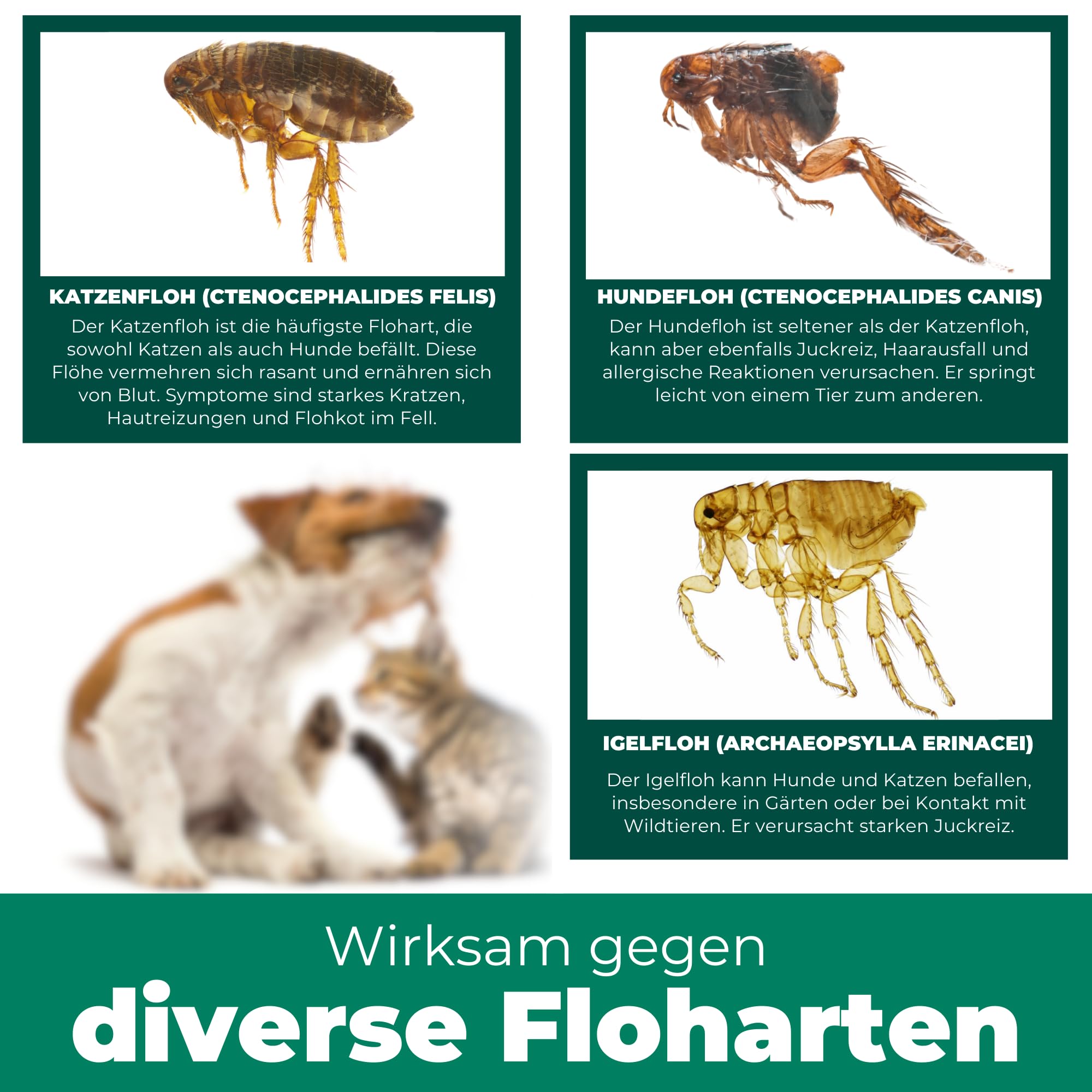Silberkraft Flohmittel, Floh-Spray 2 L - Flohspray für Hund, Katze und andere Haustiere - Anwendung am Tier - ideales Anti-Floh-Mittel gegen Flöhe, Zecken, Parasiten, Ungeziefer…
