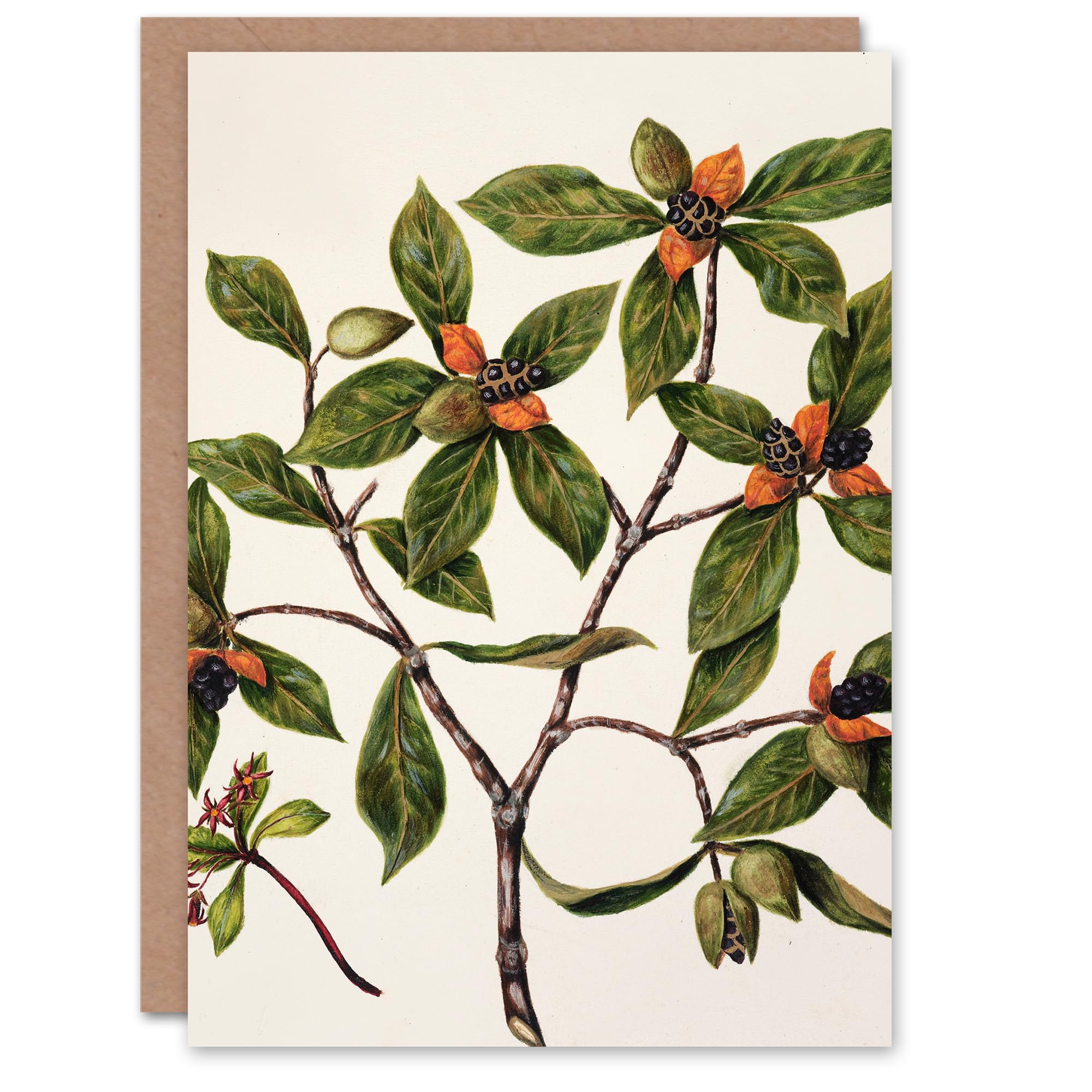 Artery8 Sarah Featon Art Card New Zealand Tawhiri Karo Plant Illustration