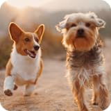 Dog Wallpapers