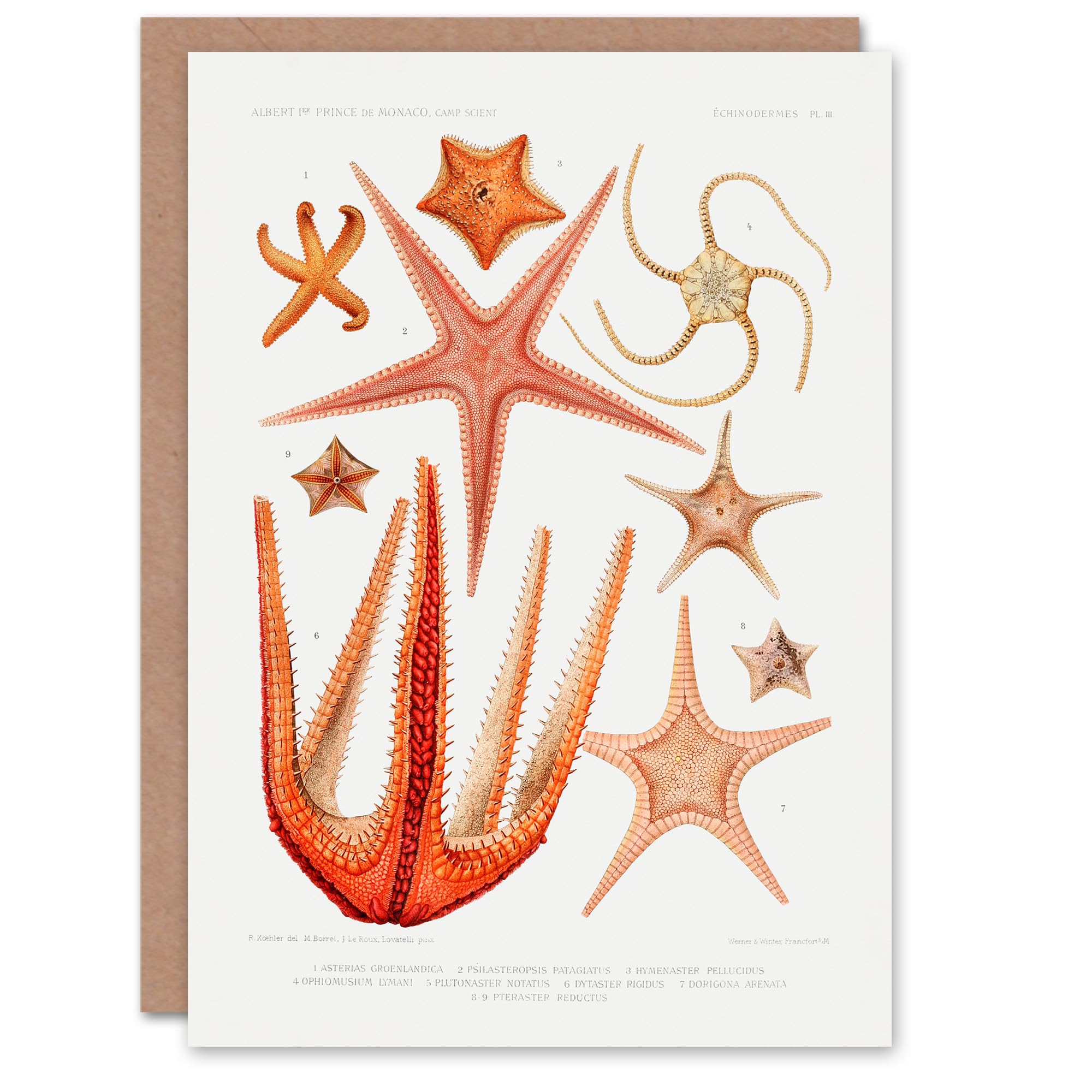 Artery8 - Greeting Card - Starfish Species Biodiversity - White