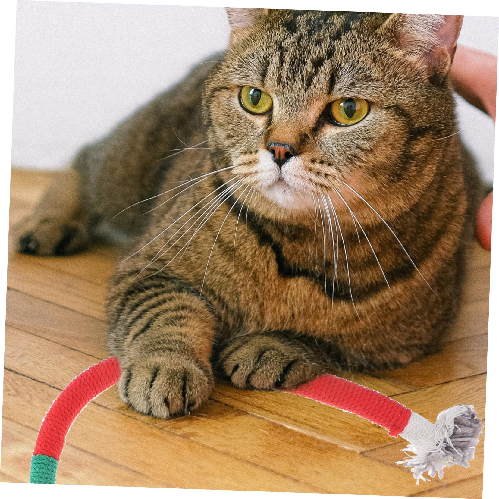 Kisangel Lot De 5 Jouets Interactifs en Corde De Coton Infusé pour Chat pour Jouer avec Les Chatons 3 Pièces X 5