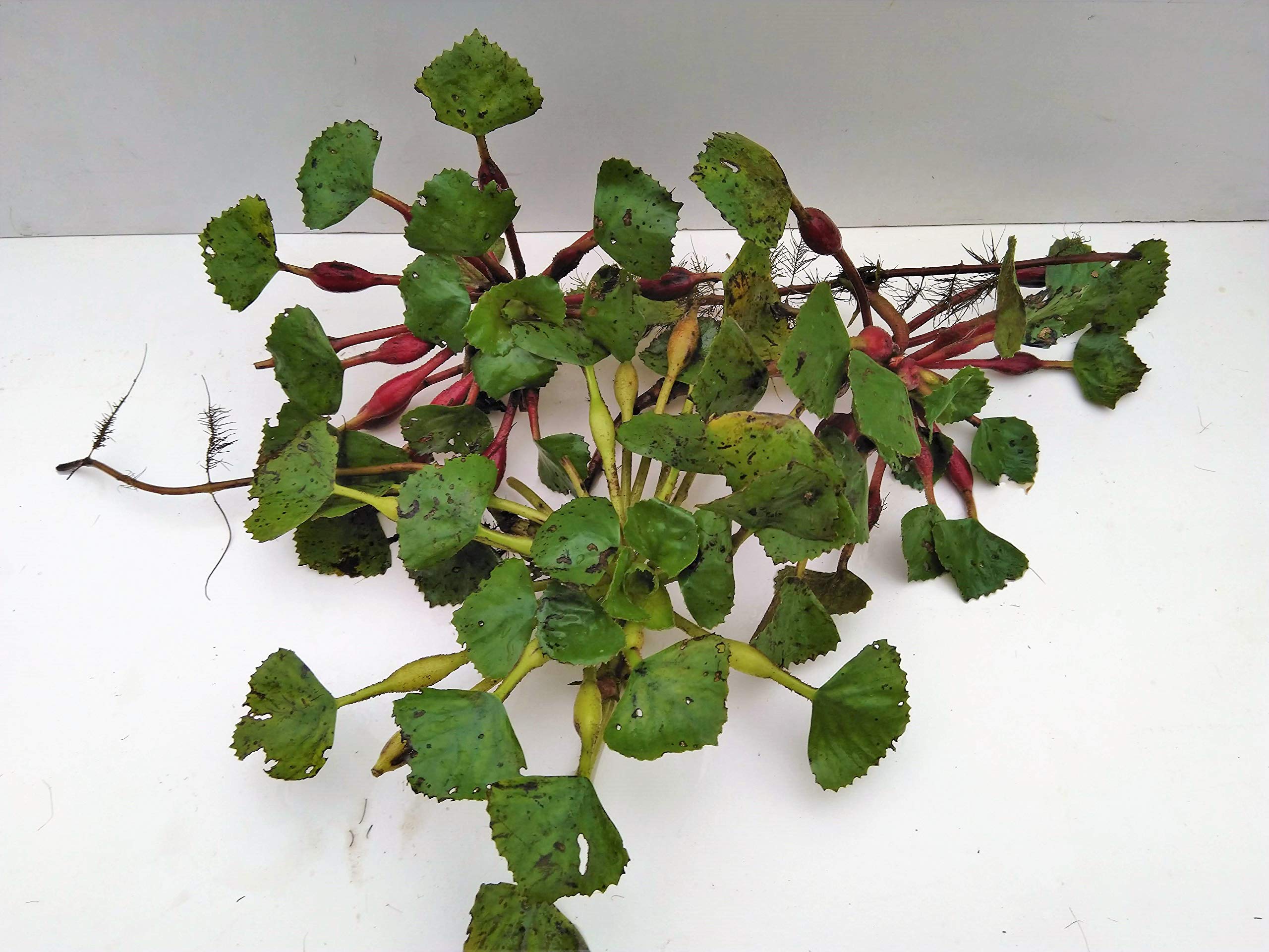 10 unidades de nuez de agua Trapa natans para nadar y plantas de estanque.