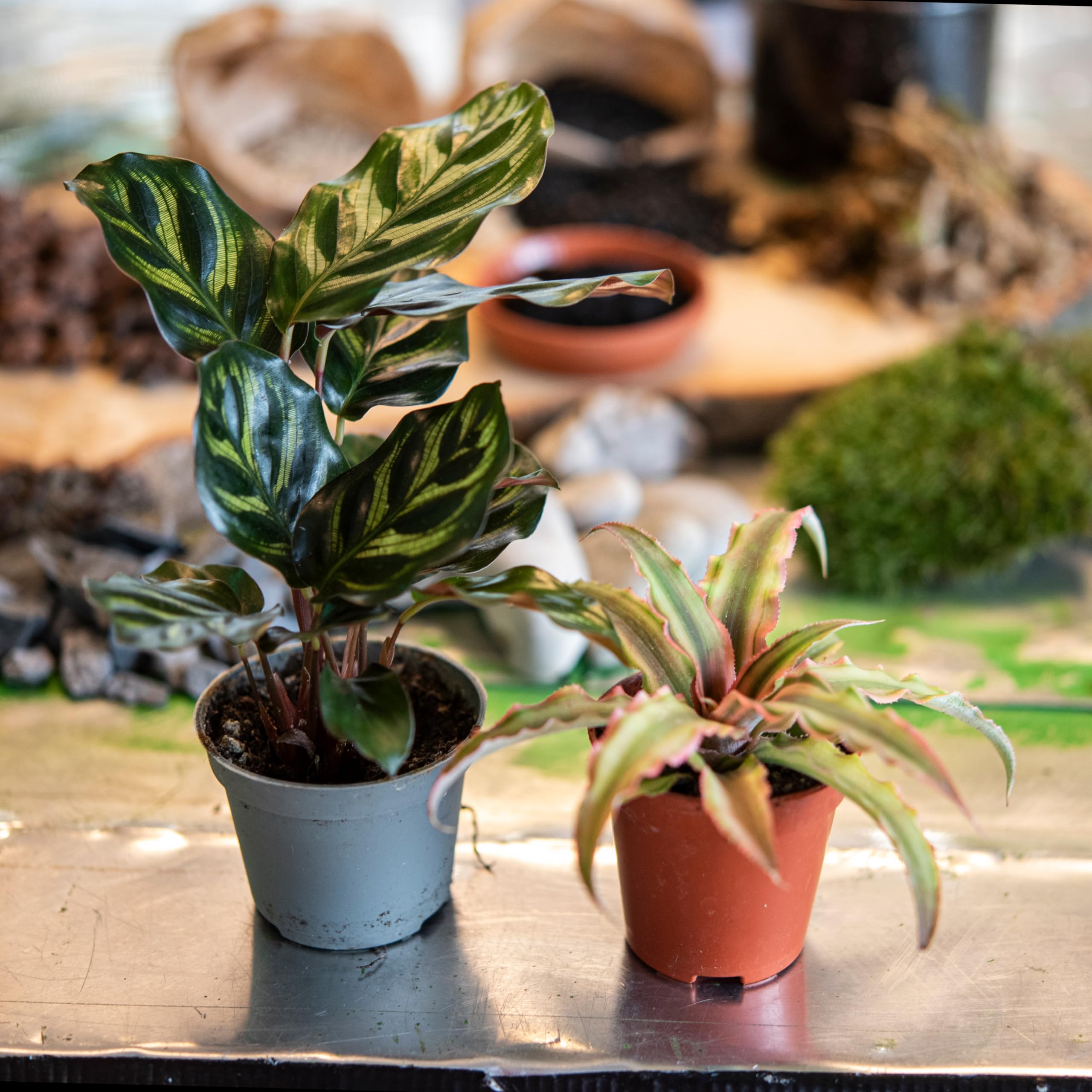 Glasgarten DIY Set „Kernige Fenja“ (Pflanzenterrarium/Flaschengarten)