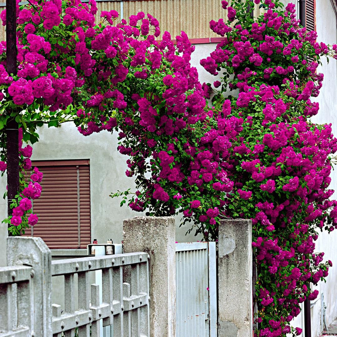 Deep Pink-Purple Climbing Rose Live Plant, 6 Months Old Starter, Fragrant Purple Climbing Roses for Planting Outdoor, No Pot