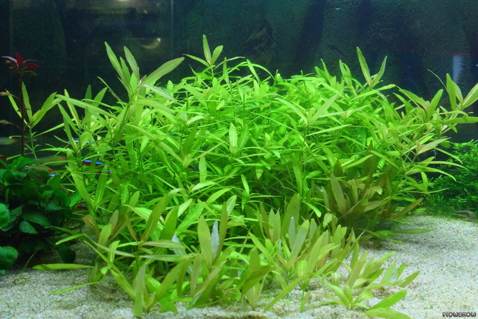 Hygrophila Polysperma - Beautiful Tall Shrimp Safe Healthy Tropical Plants (10)