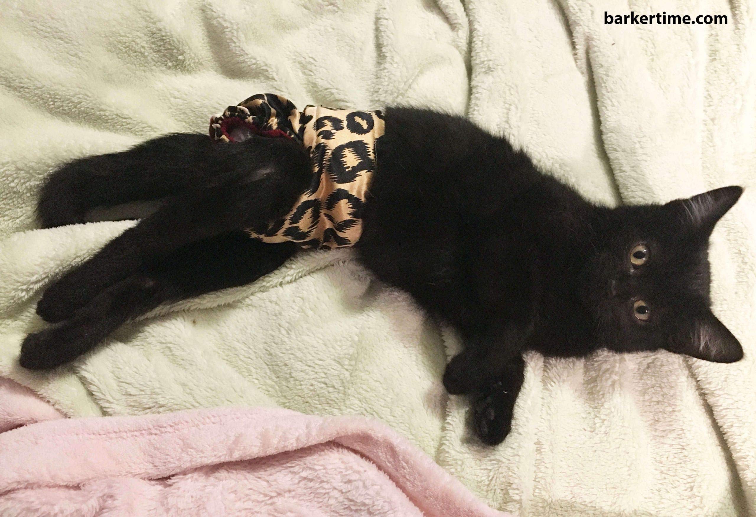 cat diapers for heat