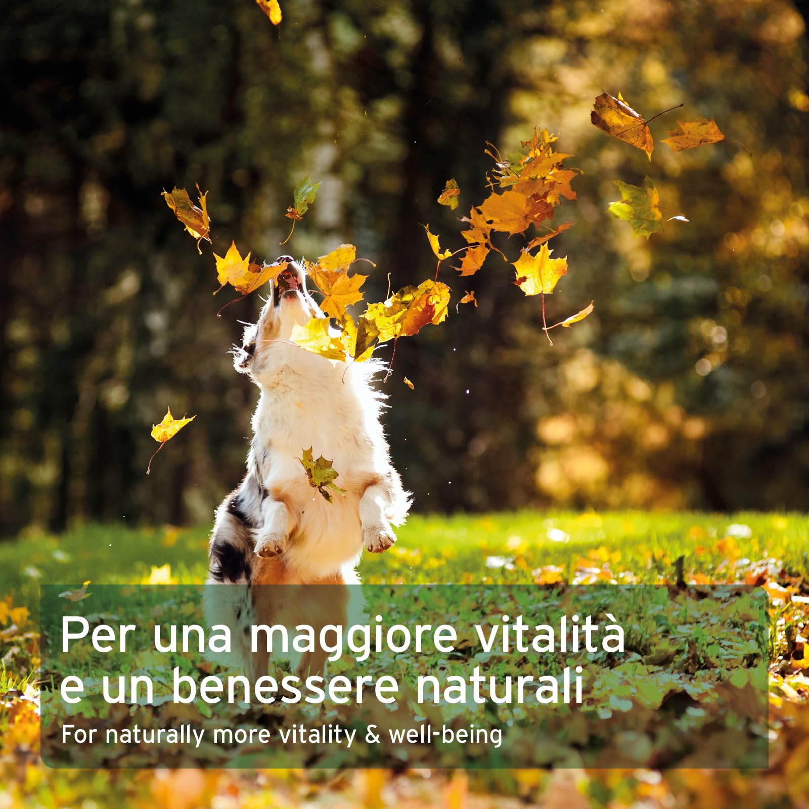 AniForte Omega 3 & 6 capsule di olio di salmone per cani 500 capsule - prodotto naturale con olio di salmone, integratore, supporta il metabolismo, la formazione delle ossa e un pelo lucido
