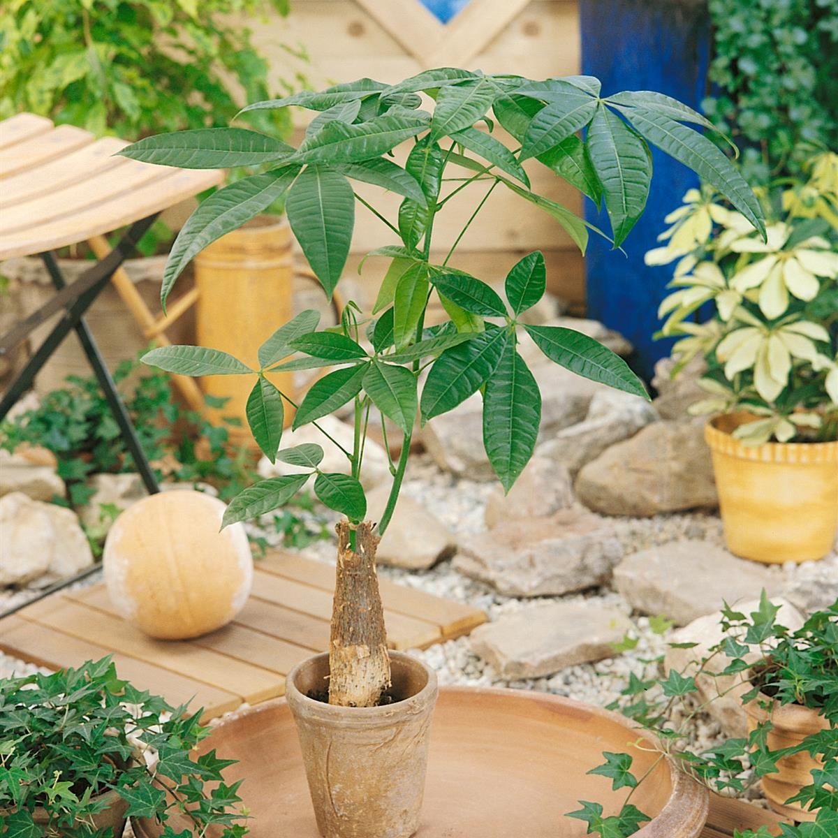 Dominik Blumen und Pflanzen, Glckskastanie, Flaschenbaum, Pachira  aquatica, 1 Pflanze, ca. 60 - 80 cm hoch, 3 Liter Container, Zimmerpflanzen,  Kbelpflanzen : Amazon.de: Garten