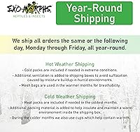 Vista 5 de Cucarachas rojas extra pequeñas (1/8" y menos) Blatta lateralis - Insectos alimentadores vivos (200 unidades)