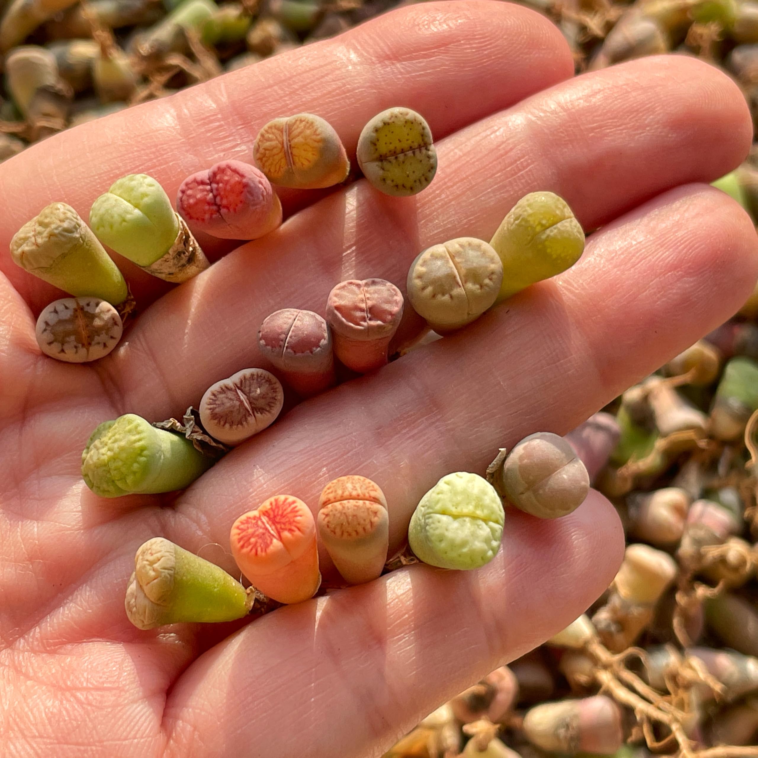 40-50pcs Baby Lithops, Living Stone, Succulents, Rare Plants, Cactus, Bare Root Shipping