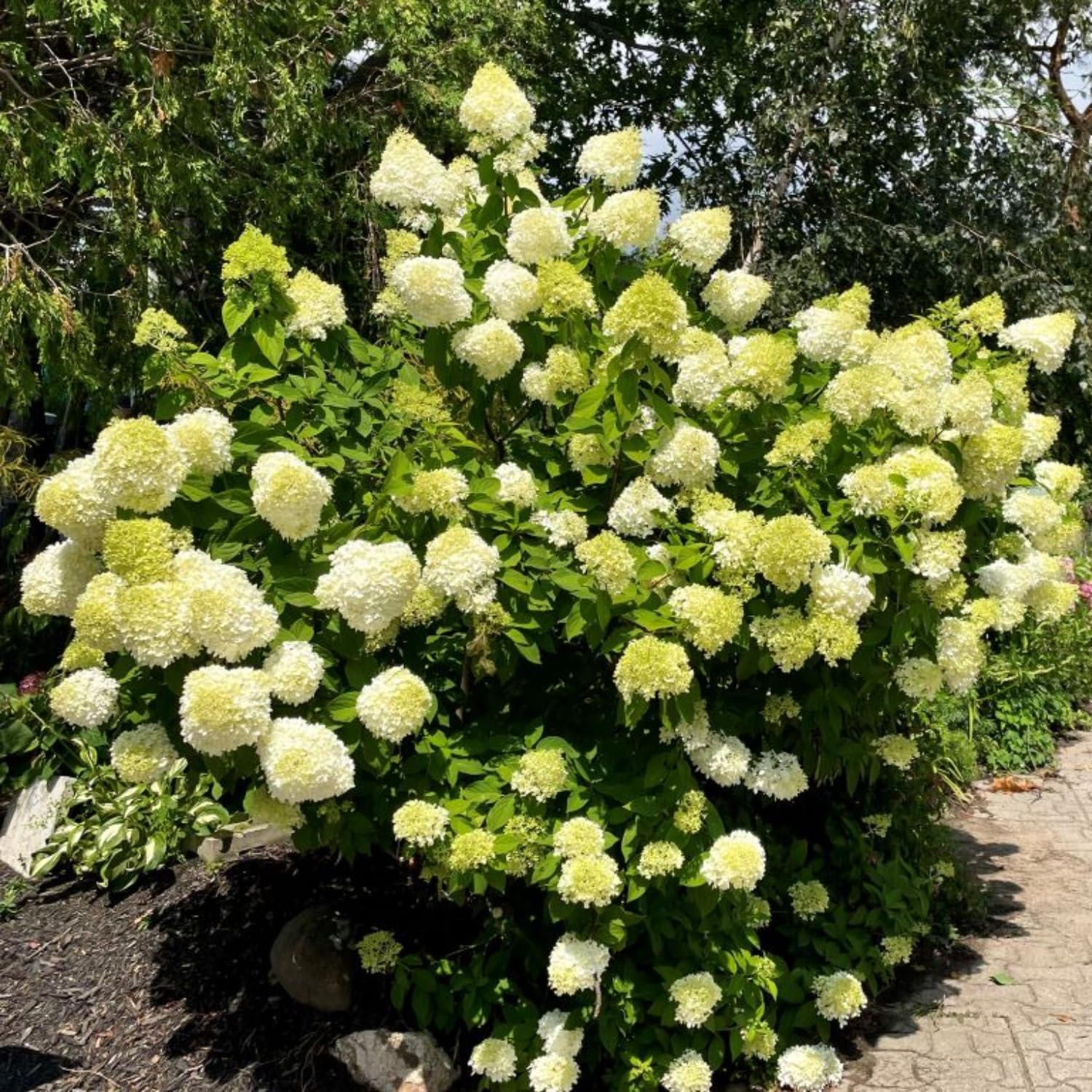 Amazon.com : Lime Hydrangea Live Hydrangea Plant, White Flower