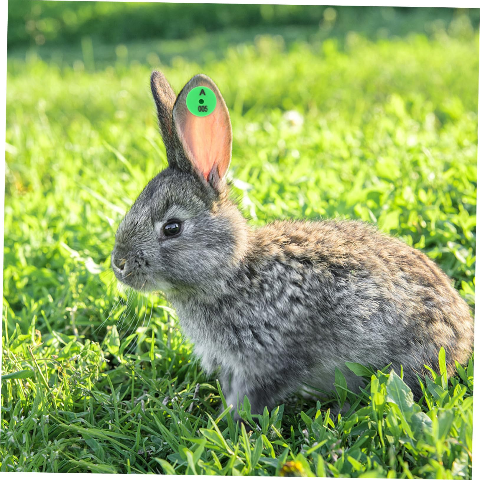 Etichette Auricolari Numerate con Colori Vivaci Resistenti Agli Urti 100 Pezzi per Identificazione in Allevamenti e Monitoraggio Bestiame per Conigli e Piccoli Animali