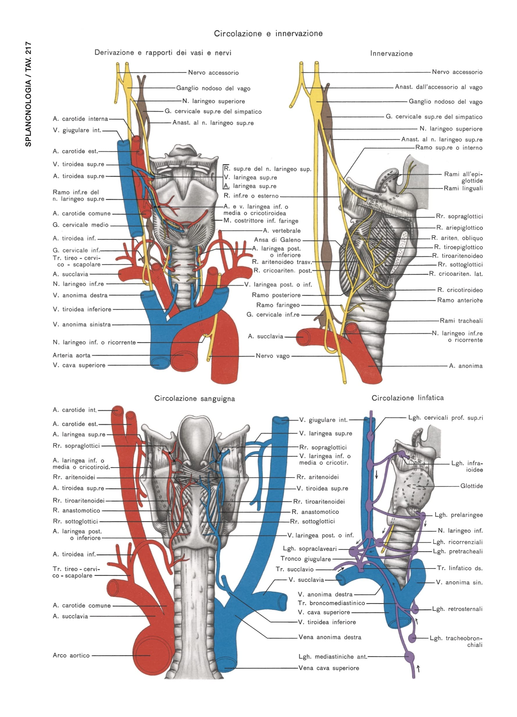 Atlante di anatomia umana descrittiva