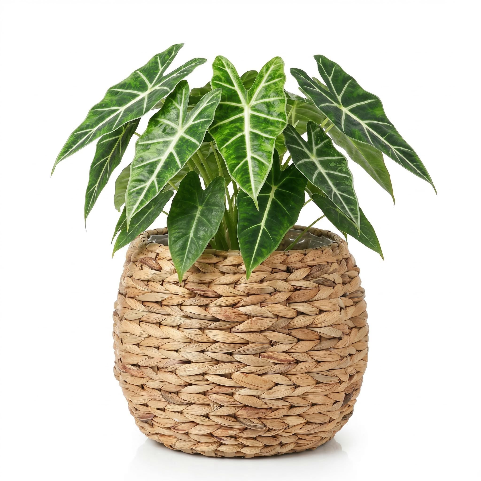 Cabilock Handwoven Hyacinth Planter Basket, Natural Woven Rattan Storage Basket for Small Plants, Eco-Friendly Indoor & Outdoor Decorative Pot Cover