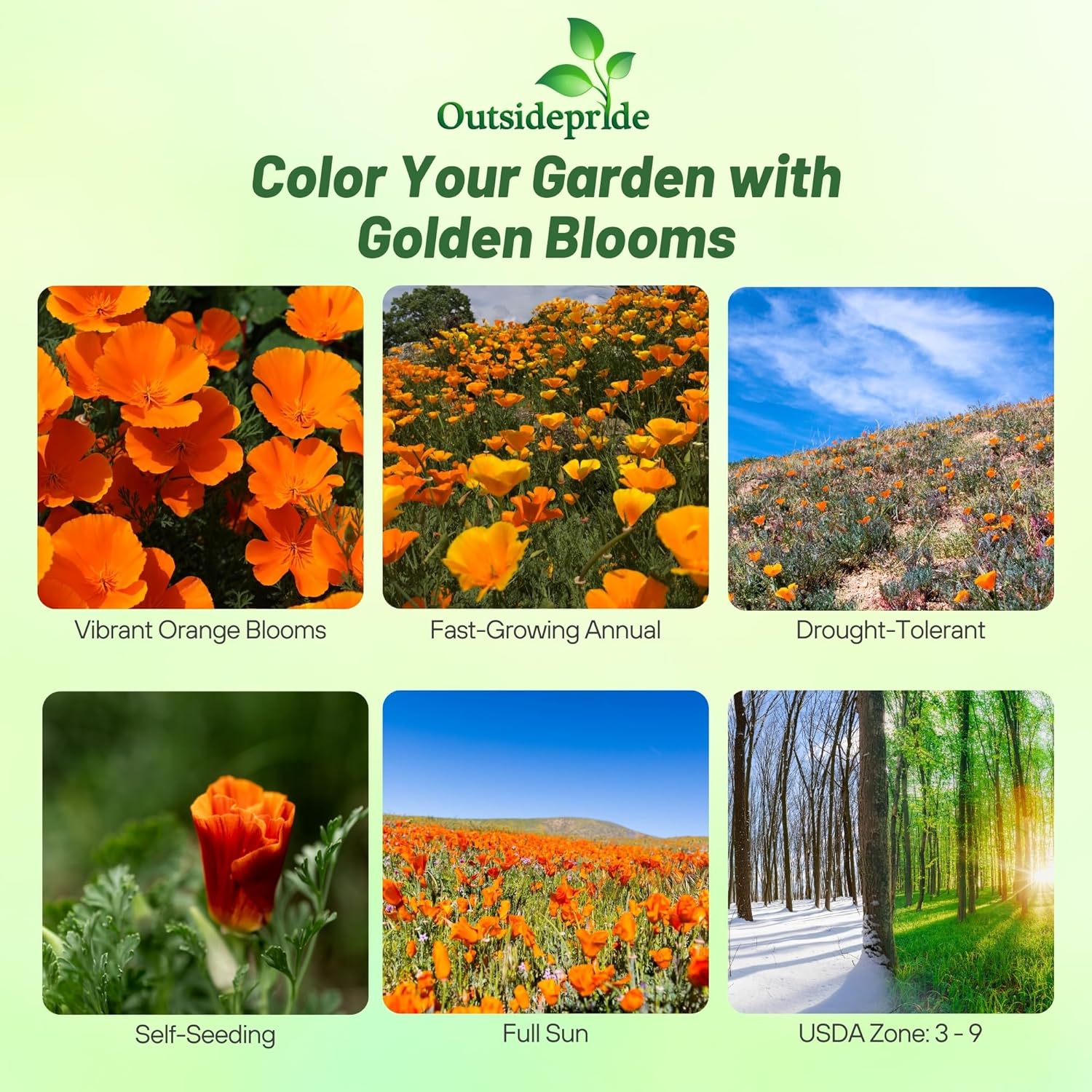 Outsidepride Eschscholzia Orange California Poppy Seeds - 1 lb. Annual, Native, Drought Tolerant Wildflower Seeds w/Vibrant Blooms for Full Sun & Drought-Tolerant Pollinator-Friendly Gardens