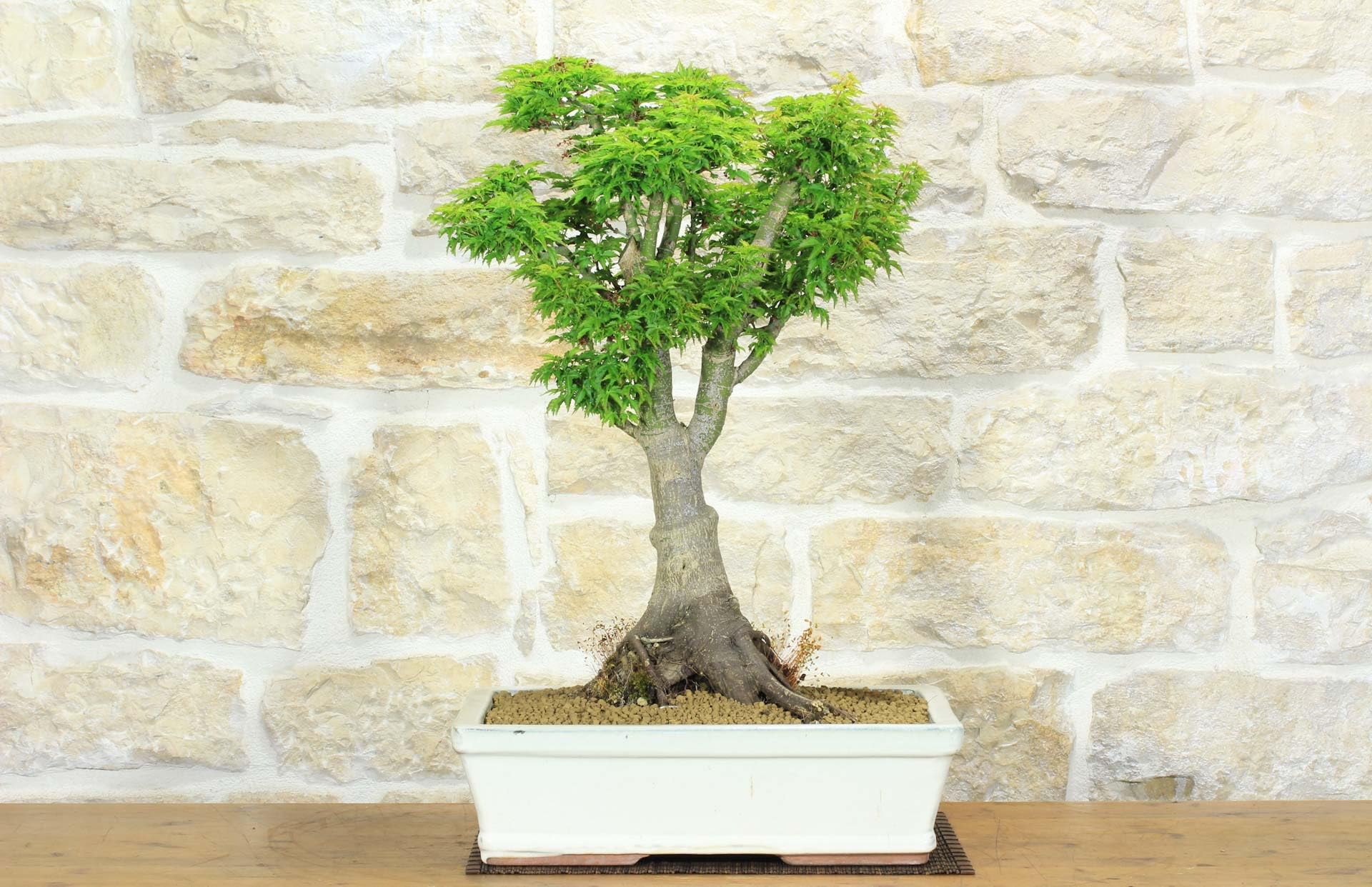 Bonsaï d'érable japonais Shishigashira (9)