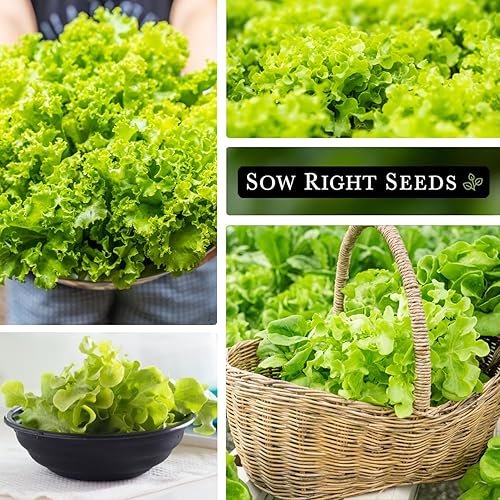 Miniatura 4 de Sow Right Seeds - Ensaladera Semillas de lechuga de hojas verdes para plantar - Paquete de reliquia sin OMG con instrucciones para plantar un huerto