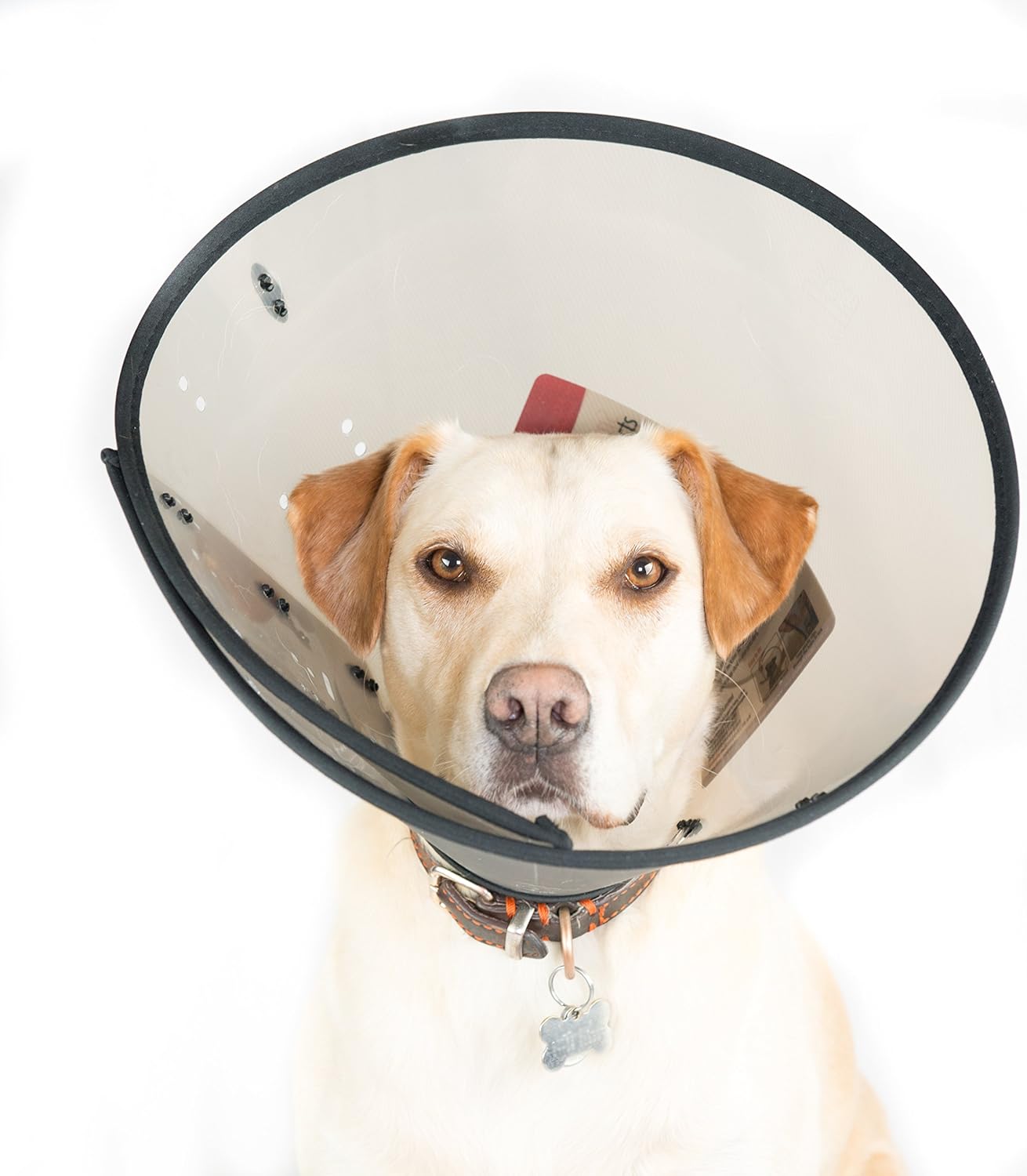 Smart Collar Size 4 XL (Neck 3552cm)Assortment Amazon.co.uk Pet