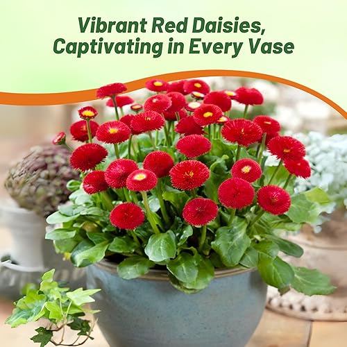 Miniatura 6 de Outsidepride Red Bellis - Semillas de margaritas inglesas para plantar, 5000 unidades, semillas de flores compactas con flores similares a botones,