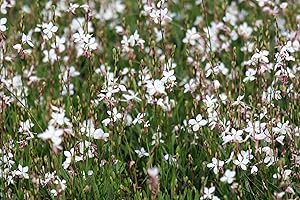 Gaura Belleza® White Whirling Butterflies Perennial