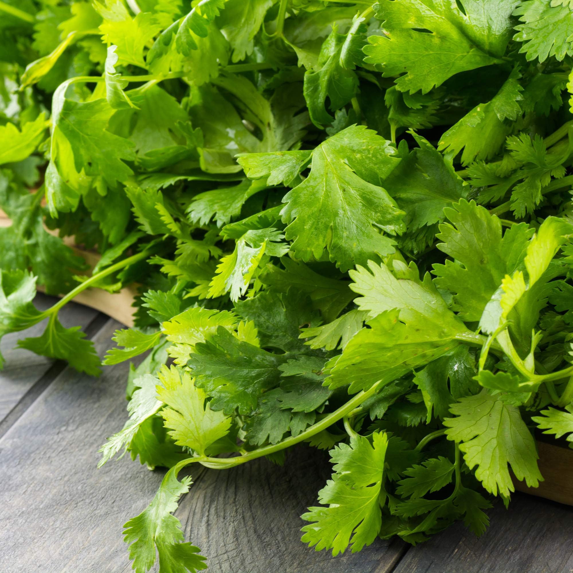 Cilantro Slow Bolting Also Known As coriander Chinese