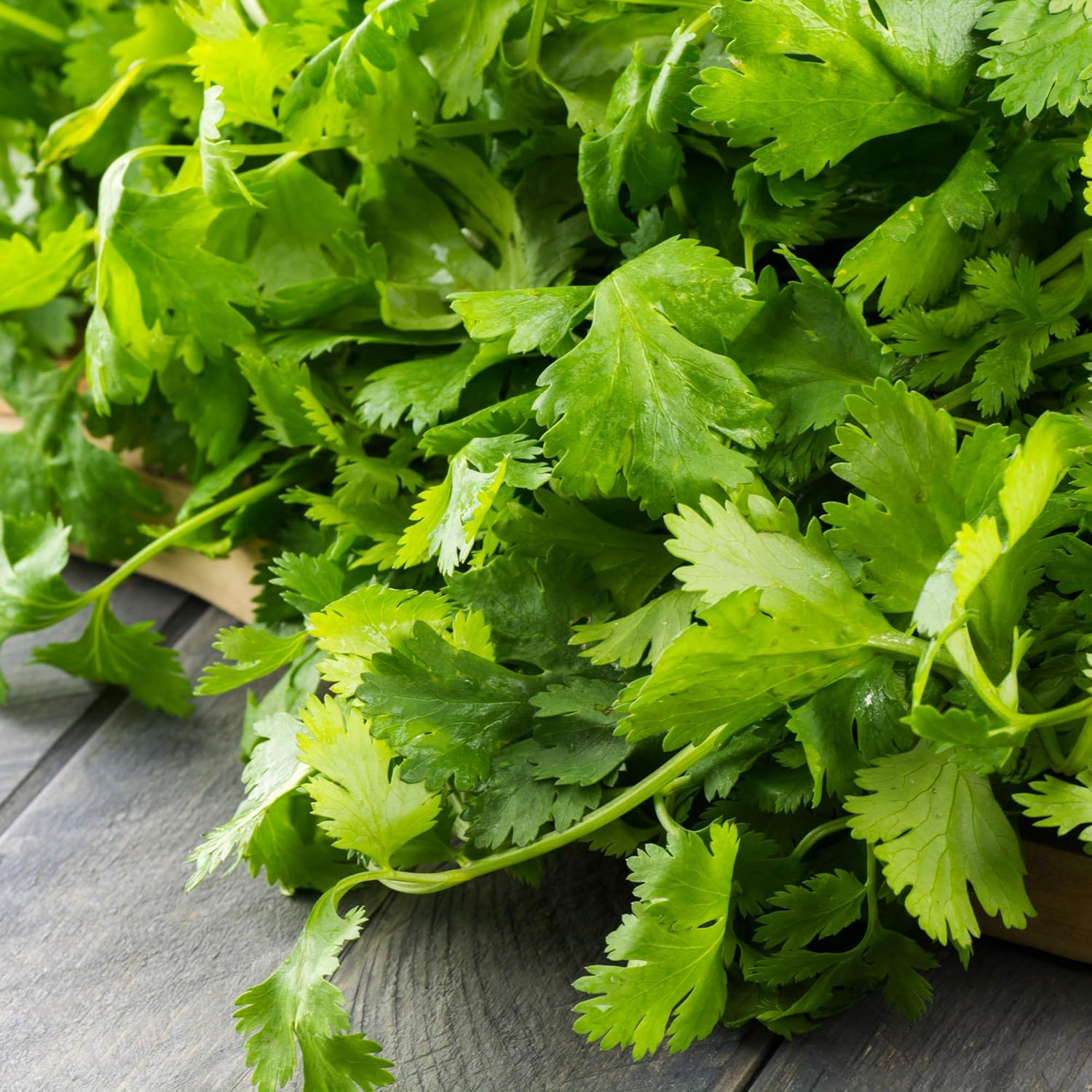 Outsidepride 1 Lb Annual Coriander Cilantro Herb Garden Seeds for Microgreens, Sprouts, & Cooking