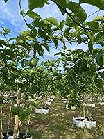 Vista 3 de PF FARM Mezcla de tamaño morado oscuro fresco maduro fruta de la pasión Florida No.1 (2 docenas/24 unidades)