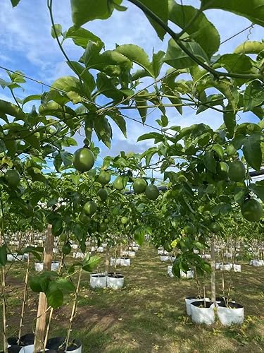 Miniatura 3 de PF FARM Mezcla de tamaño morado oscuro fresco maduro fruta de la pasión Florida No.1 (2 docenas/24 unidades)