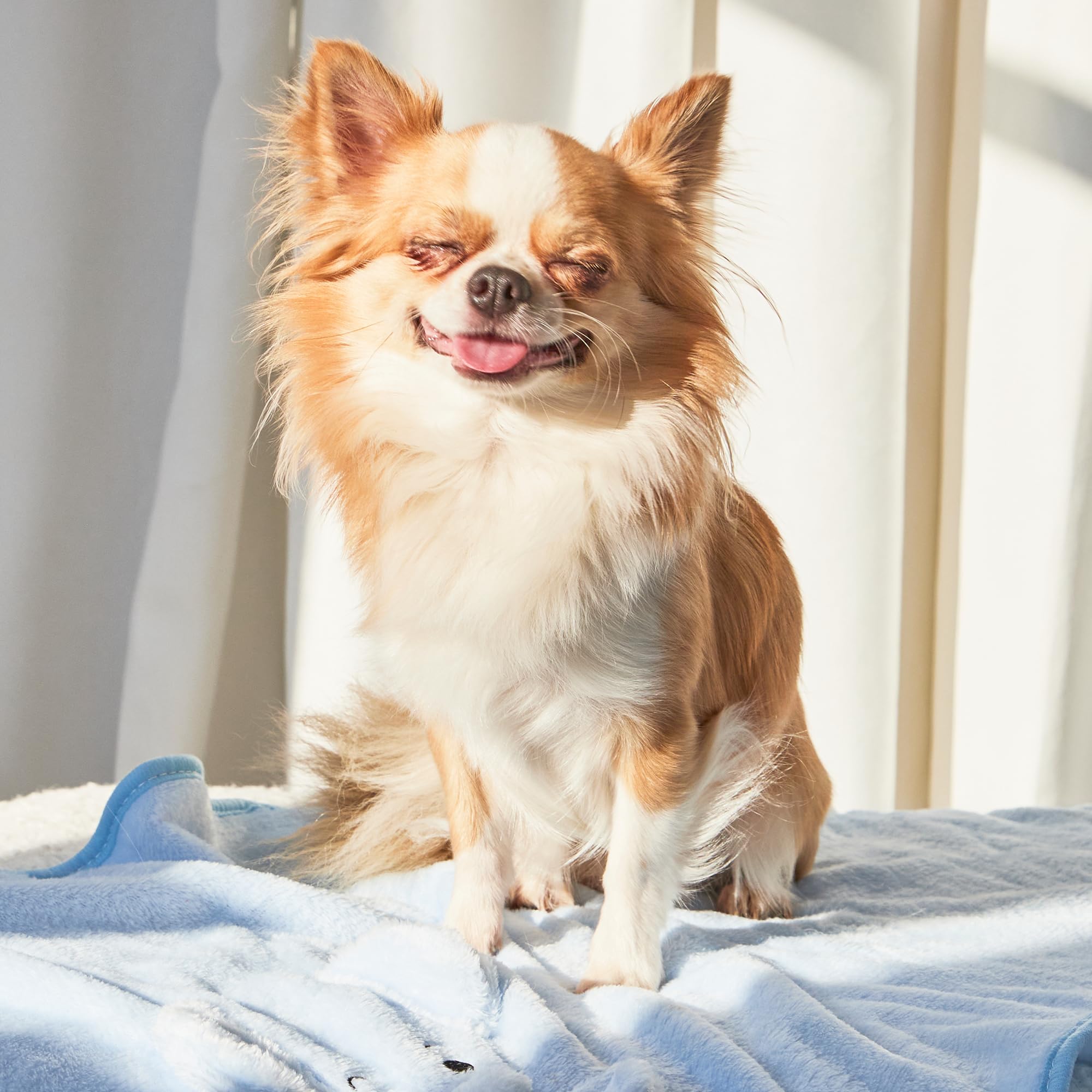 3 Coperte Per Cani/Gatti 40x60cm - Morbide Velluto, Stampa Zampe, Lavabili - Foto 8