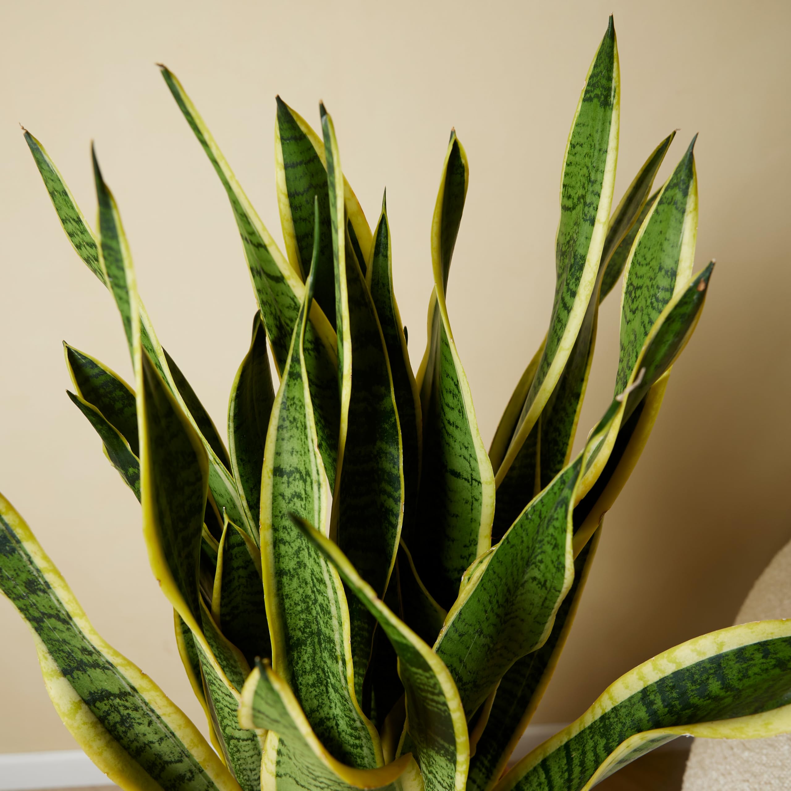 Bloomique - Sansevieria Laurentii - Bogenhanf - Sukkulenten - Zimmerpflanzen Groß - Sehr Pflegeleicht - Höhe 80-100 cm - Topf 21 cm